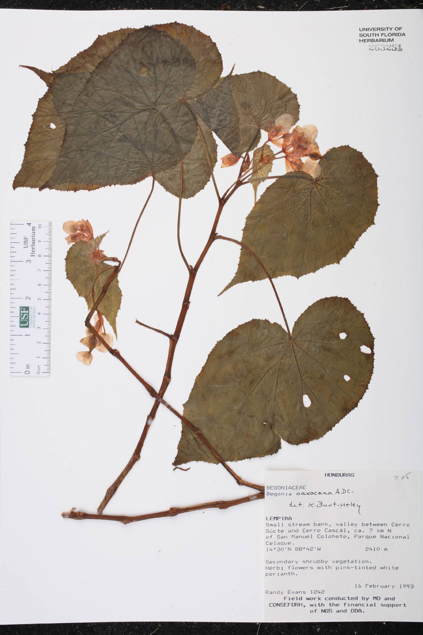 Begonia oaxacana image