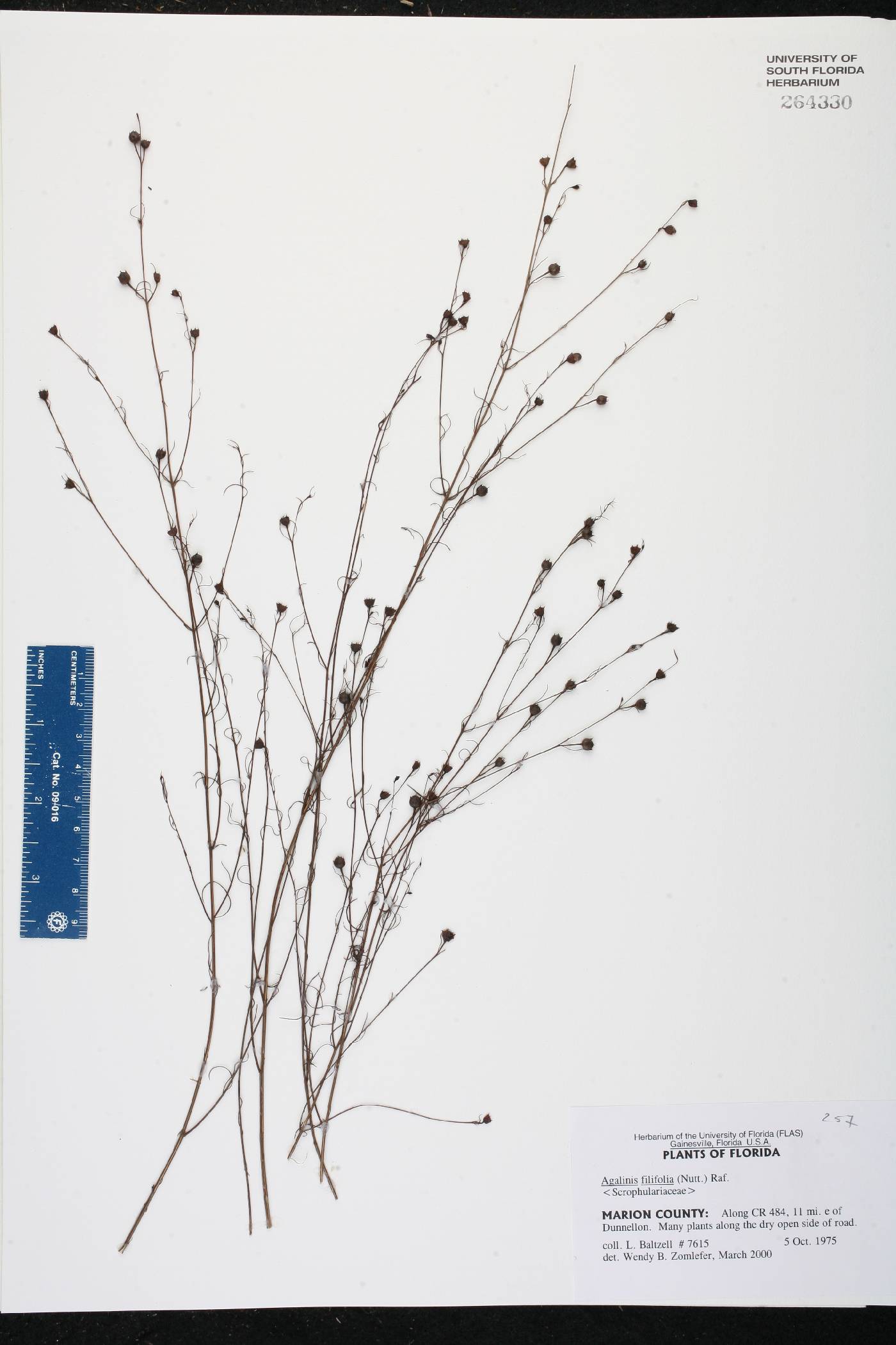 Agalinis filifolia image