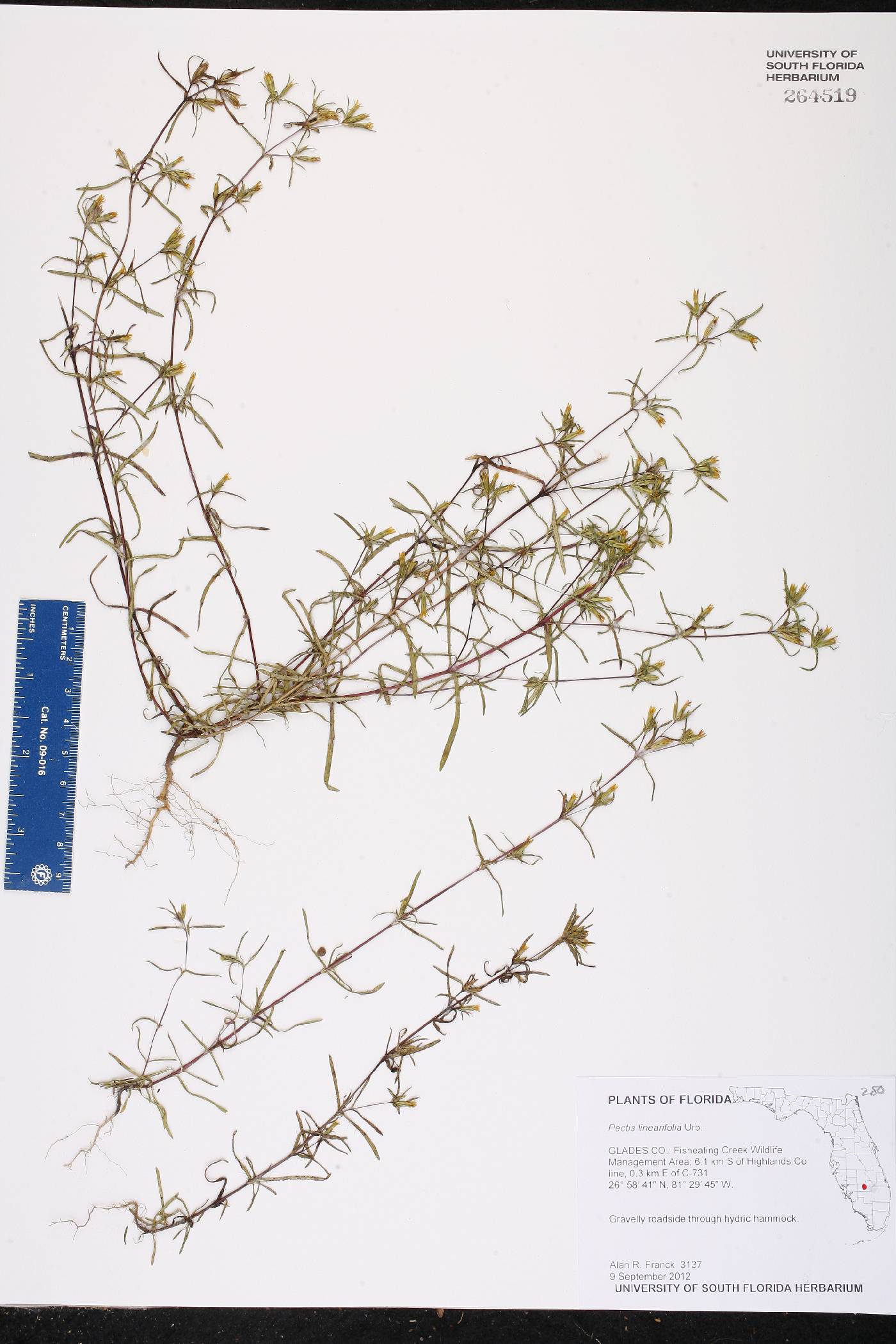 Pectis linearifolia image