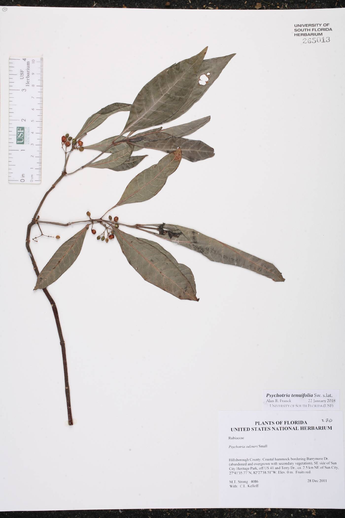 Psychotria tenuifolia image