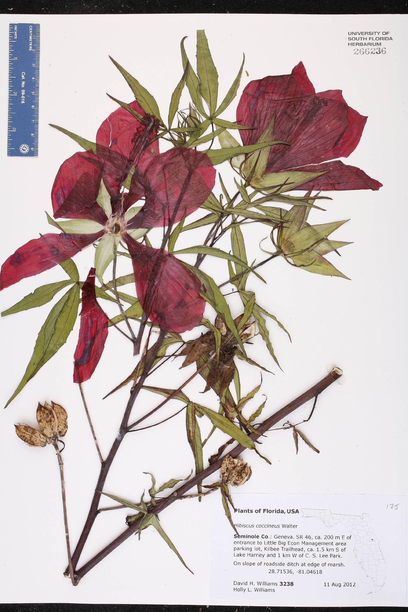 Hibiscus coccineus image