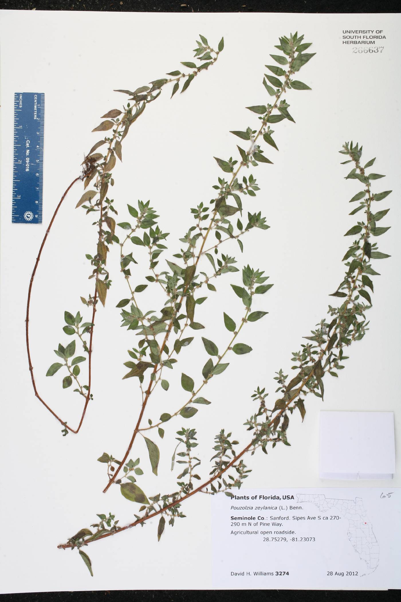 Pouzolzia zeylanica image
