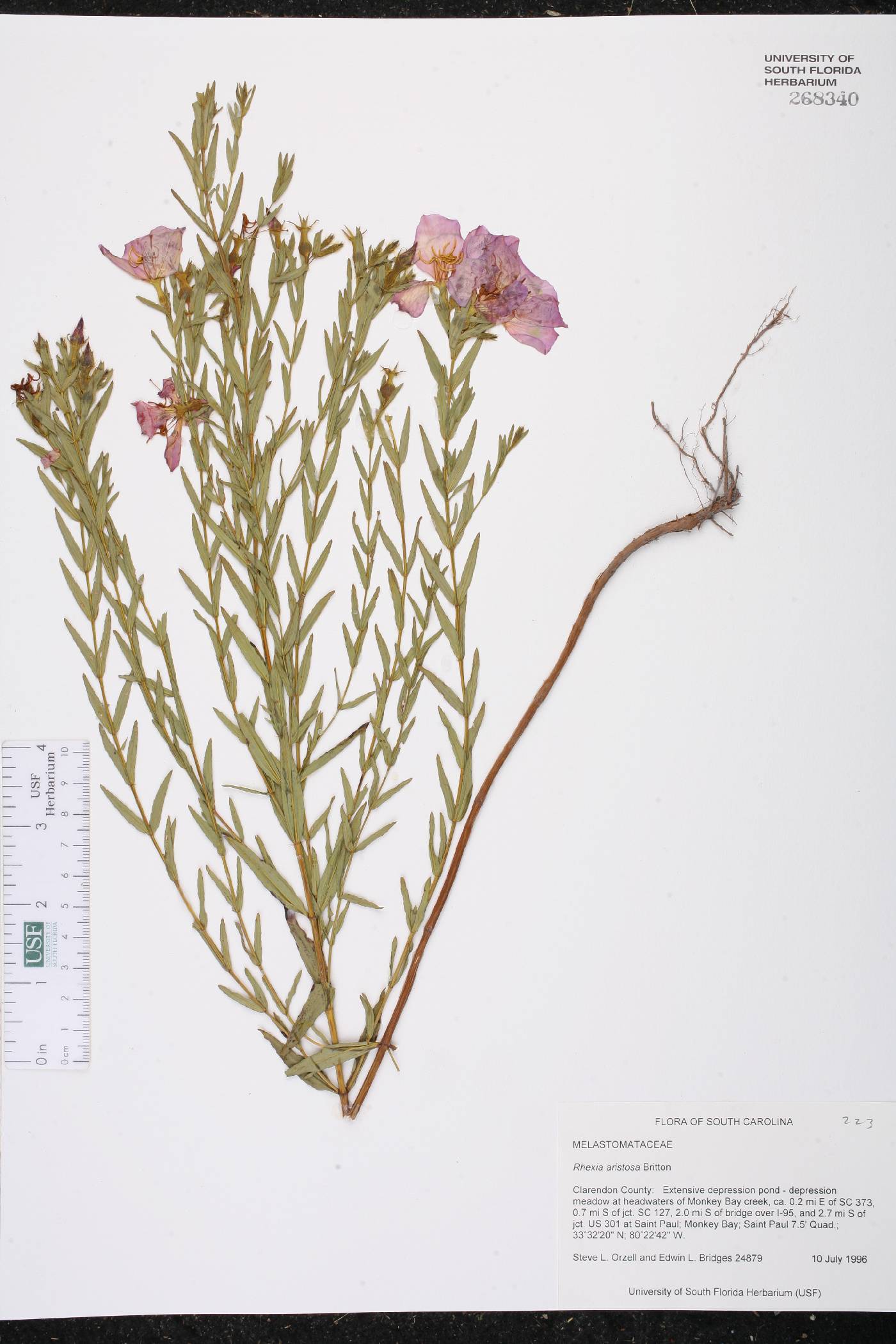 Rhexia aristosa image