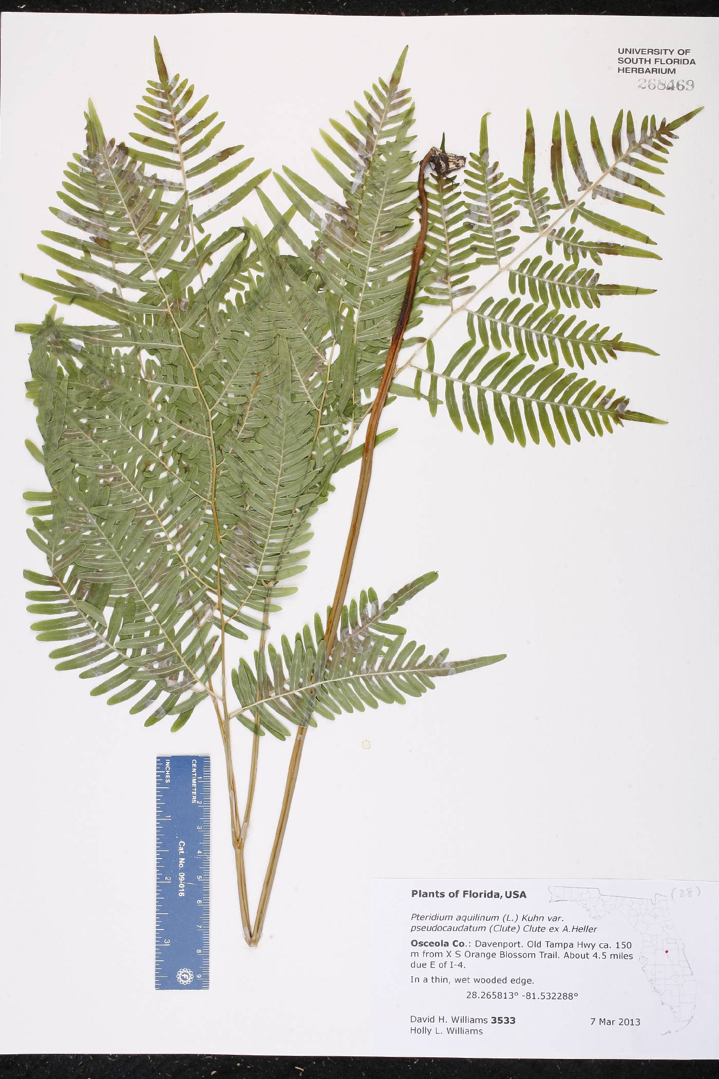 Pteridium aquilinum subsp. pseudocaudatum image