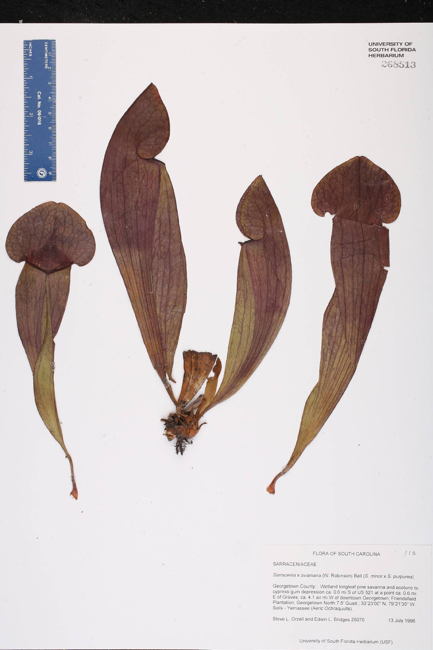 Sarracenia x swaniana image