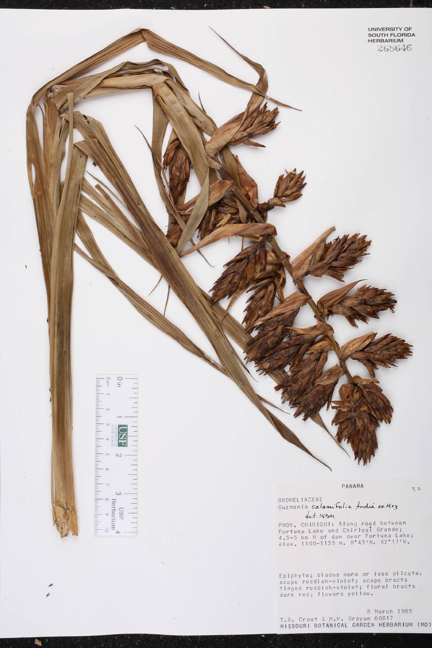 Guzmania calamifolia image