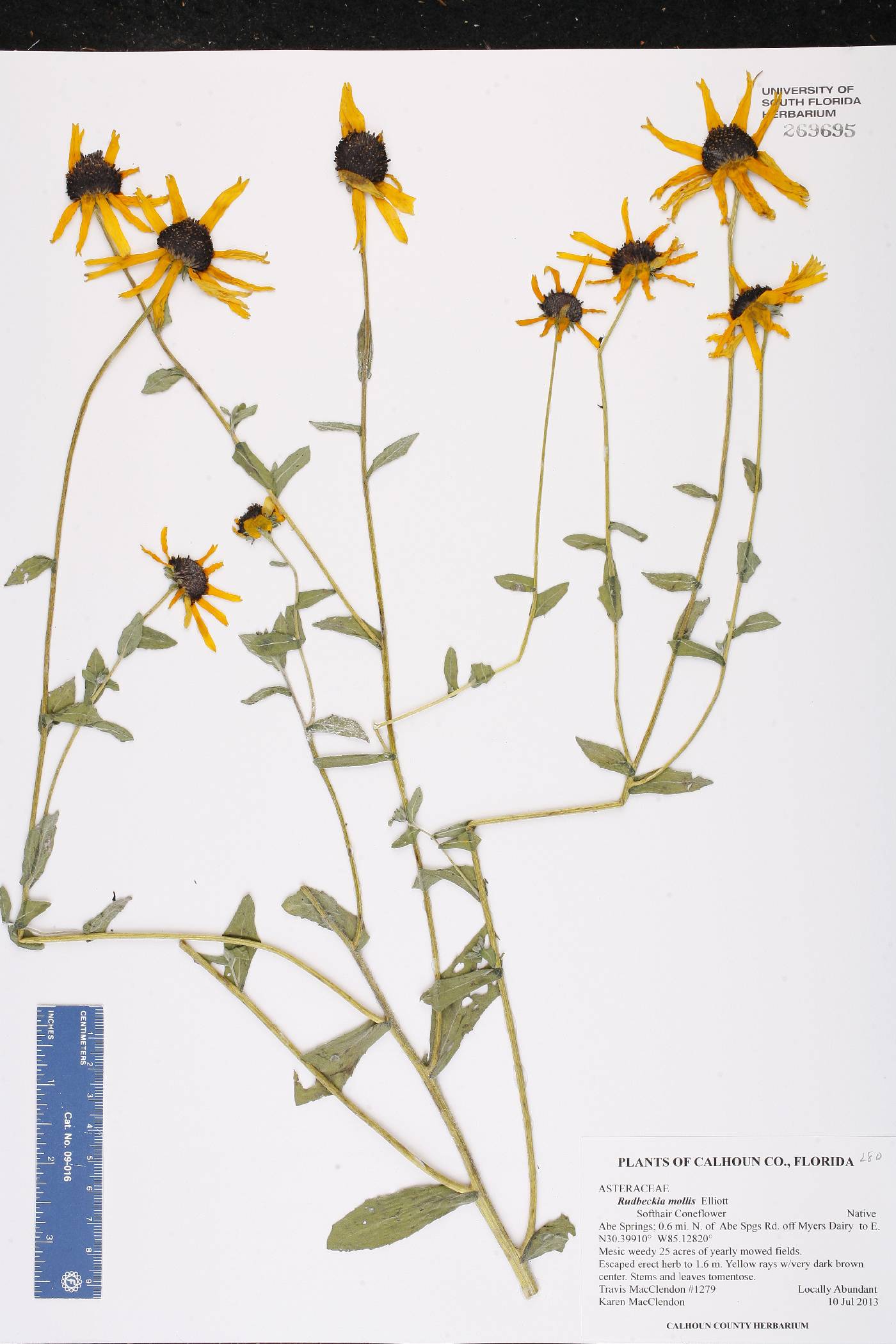 Rudbeckia mollis image