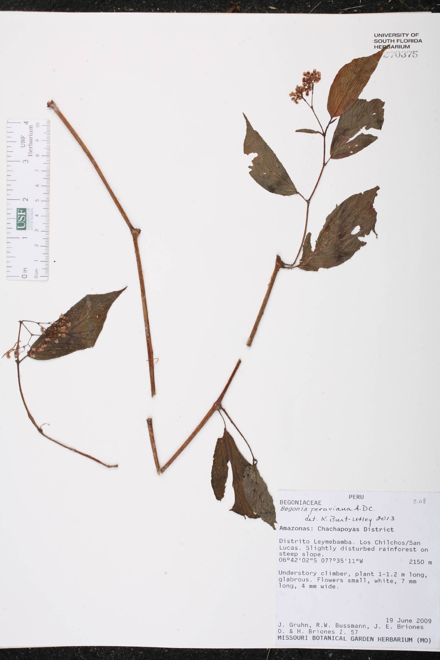 Begonia peruviana image