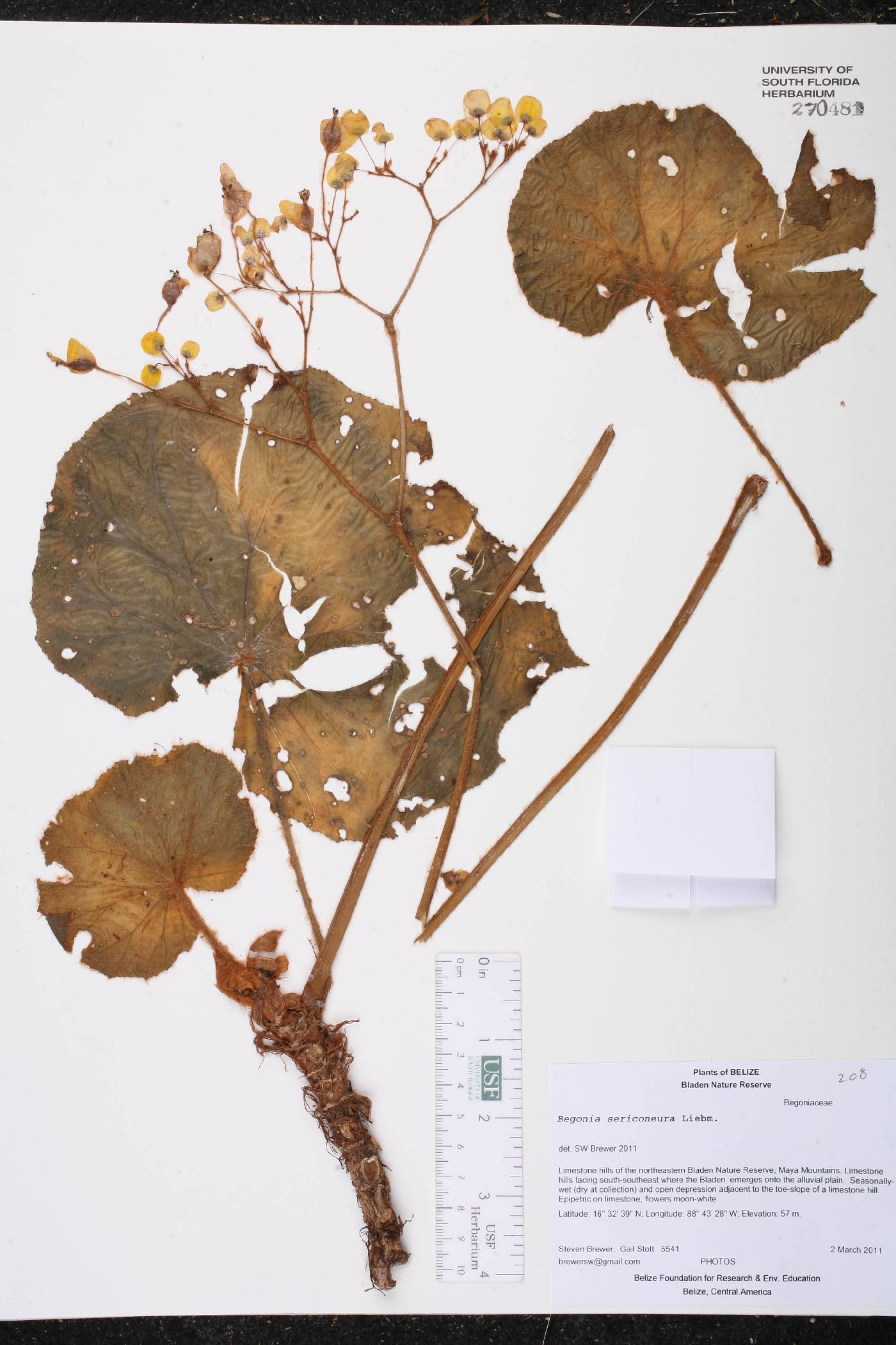 Begonia sericoneura image