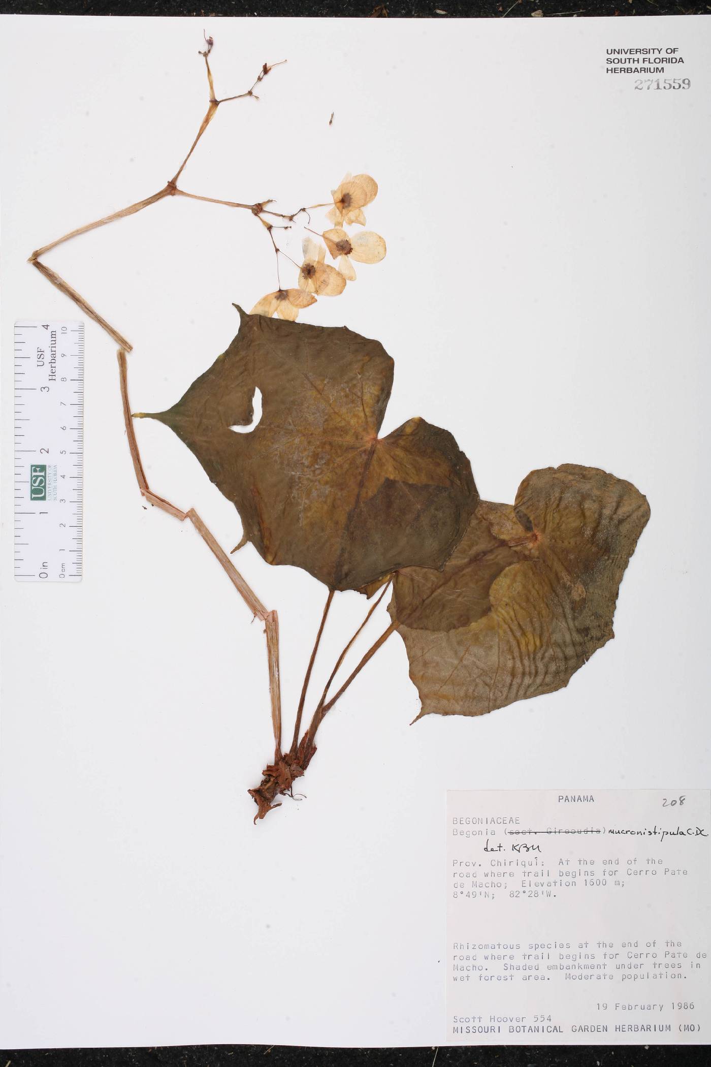 Begonia mucronistipula image