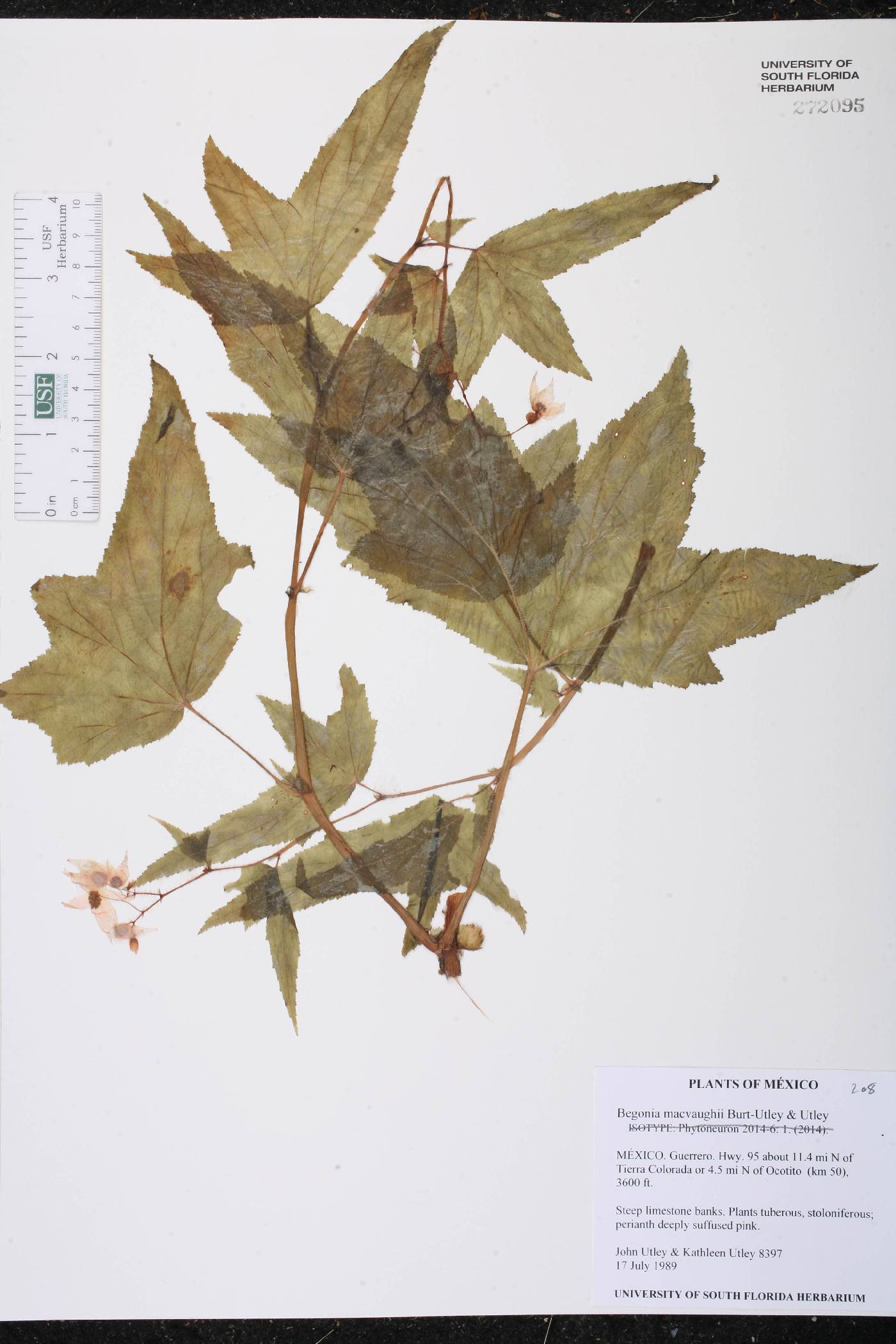 Begonia macvaughii image