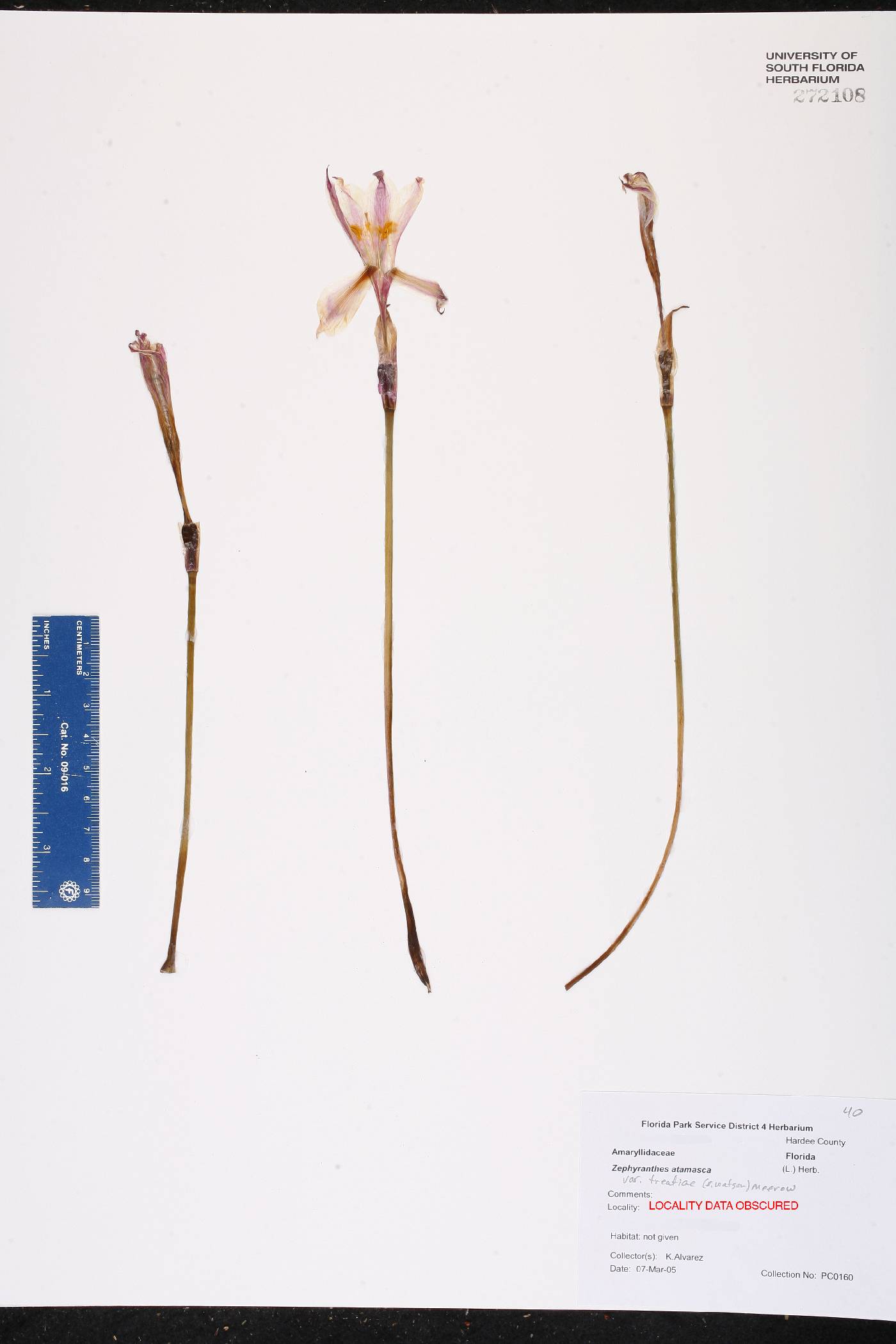 Zephyranthes atamasca var. treatiae image