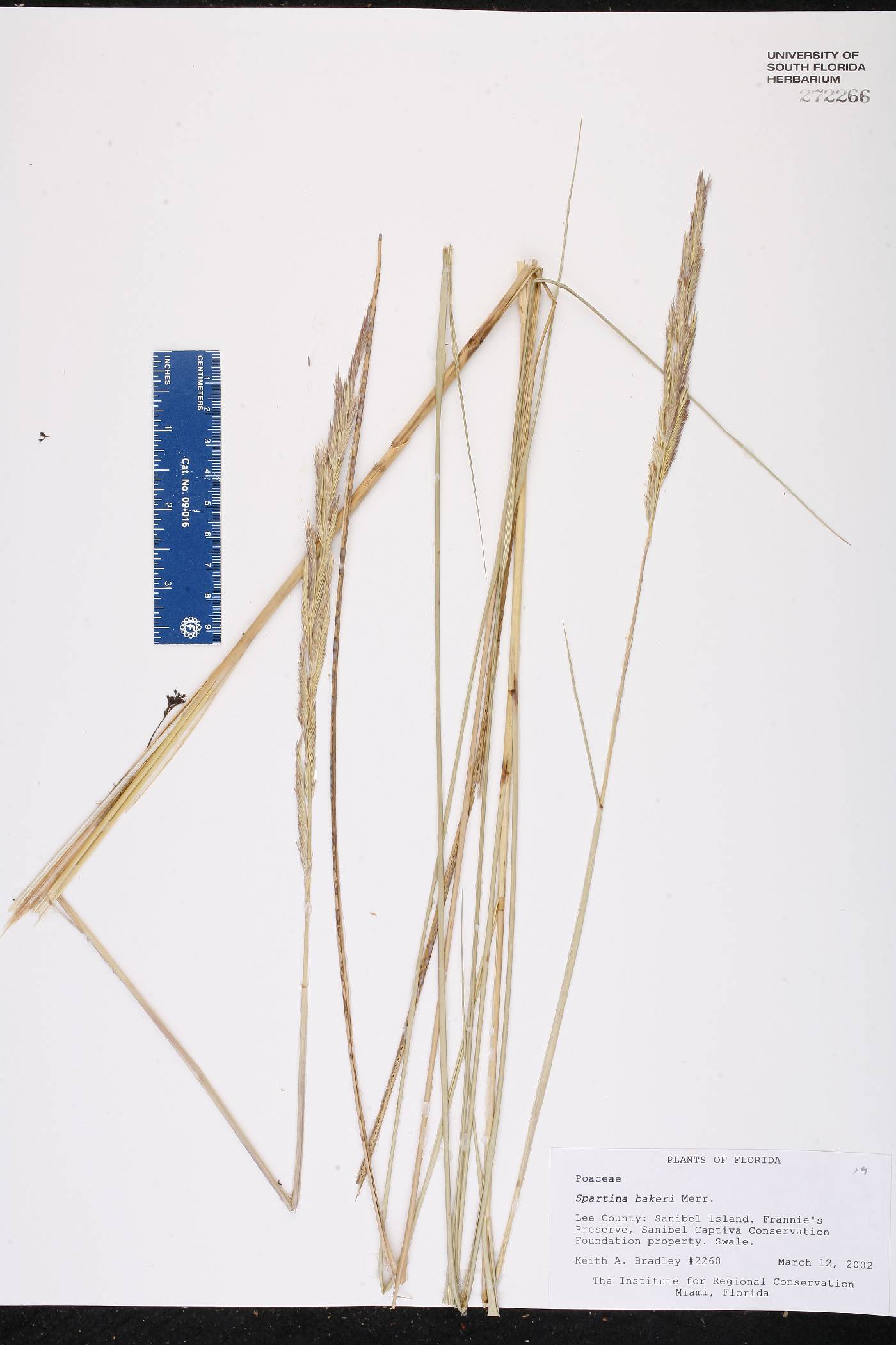 Spartina bakeri image