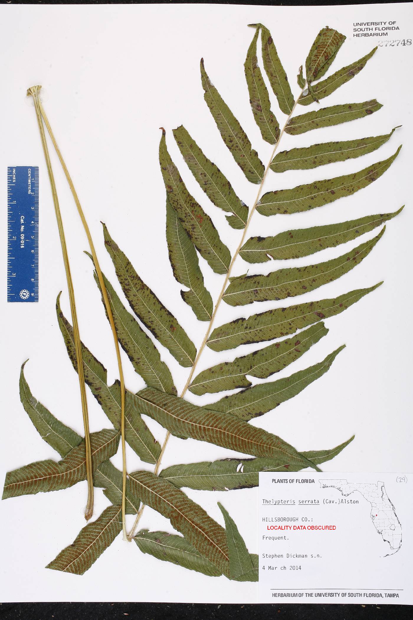 Thelypteris serrata image