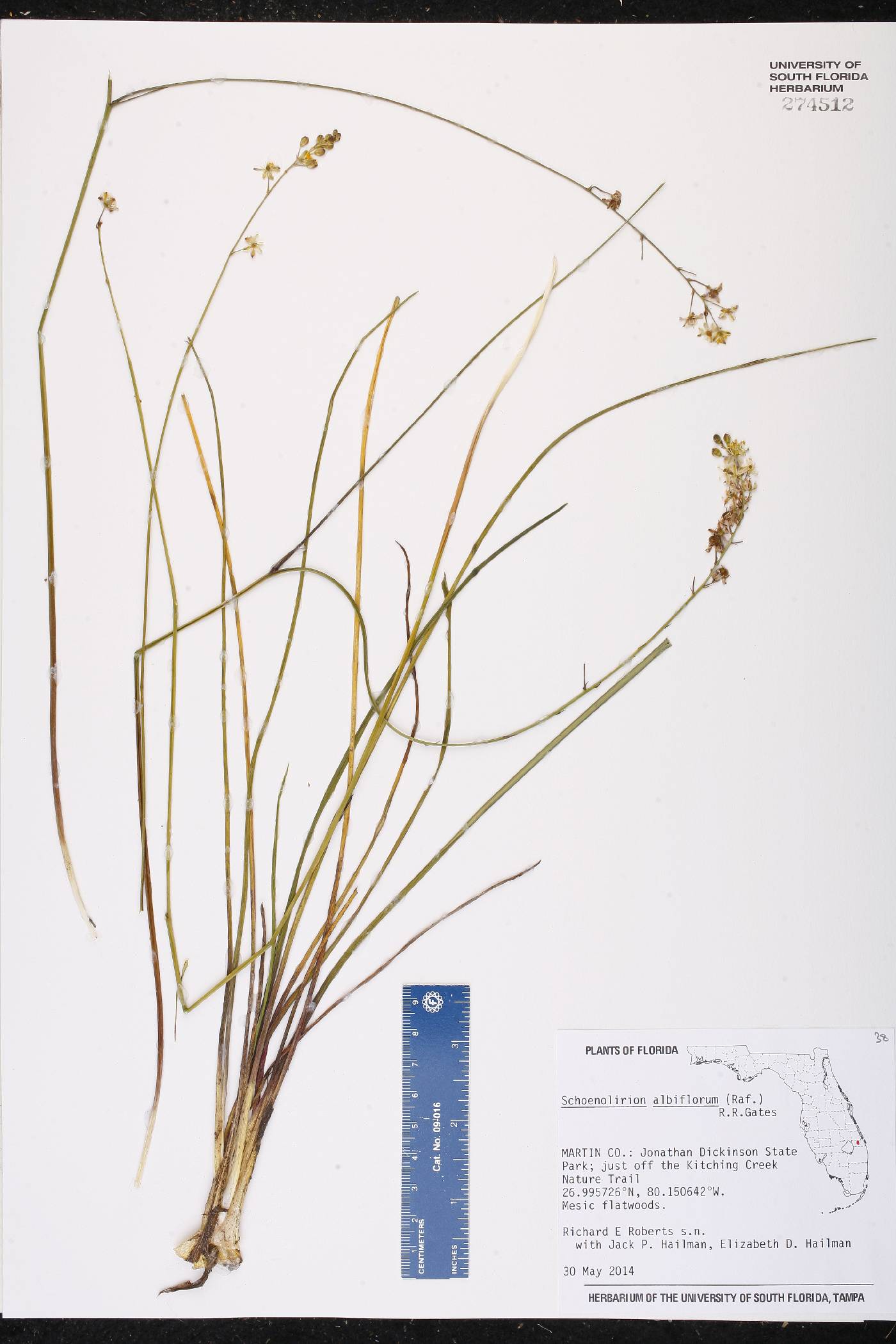 Schoenolirion albiflorum image