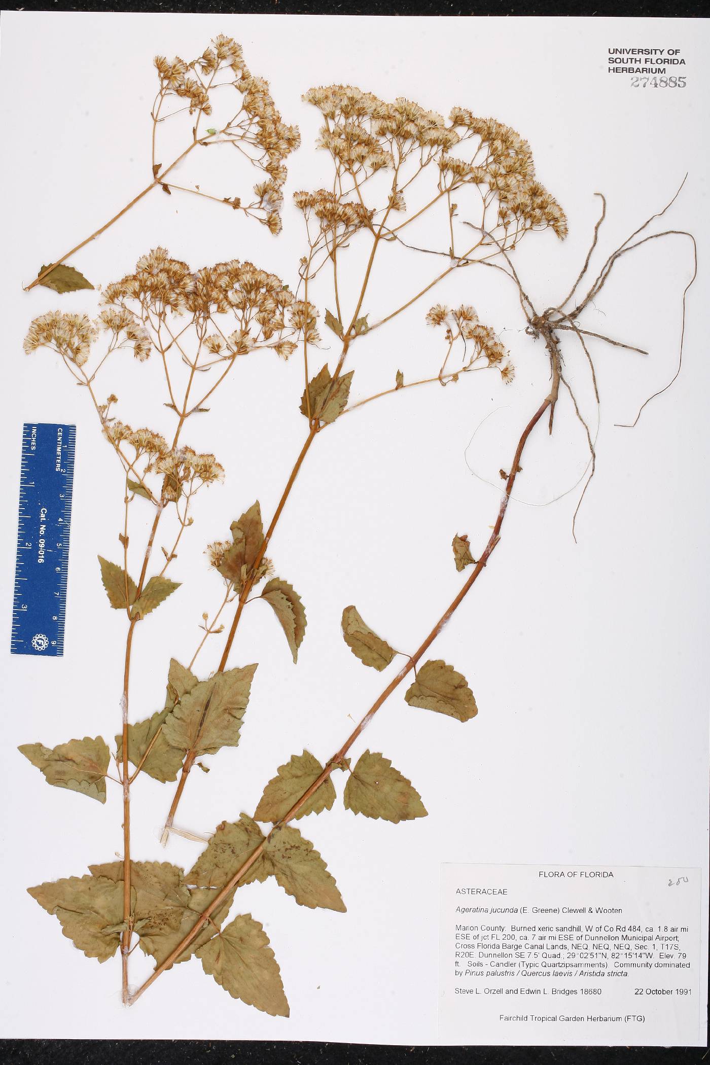 Ageratina jucunda image