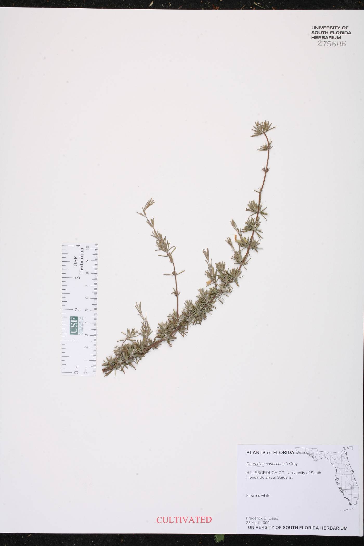 Calamintha canescens image