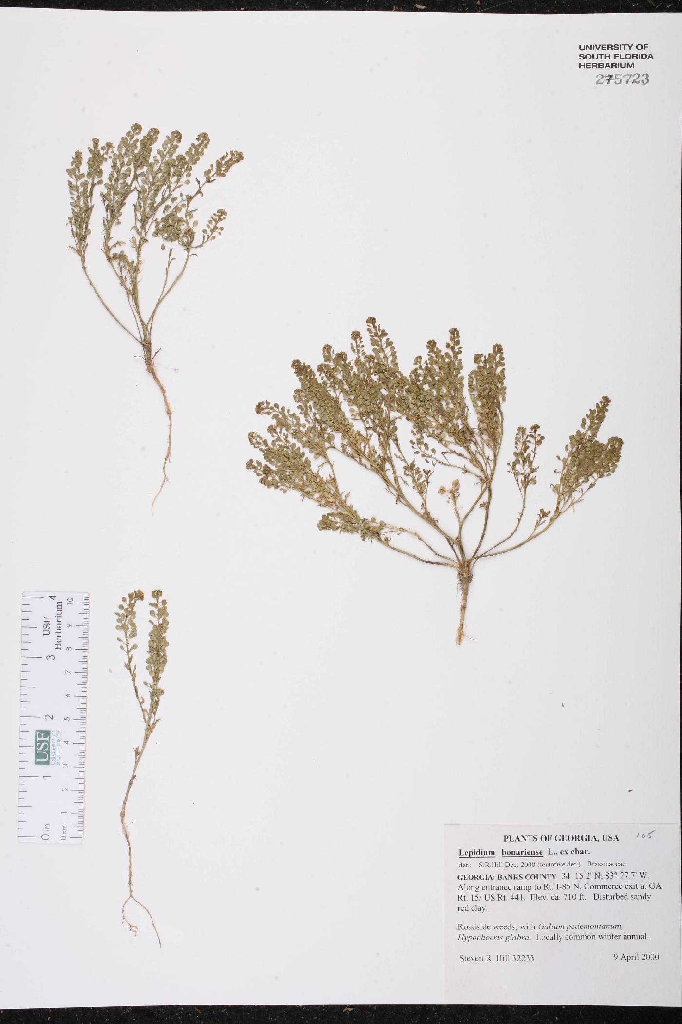 Lepidium bonariense image