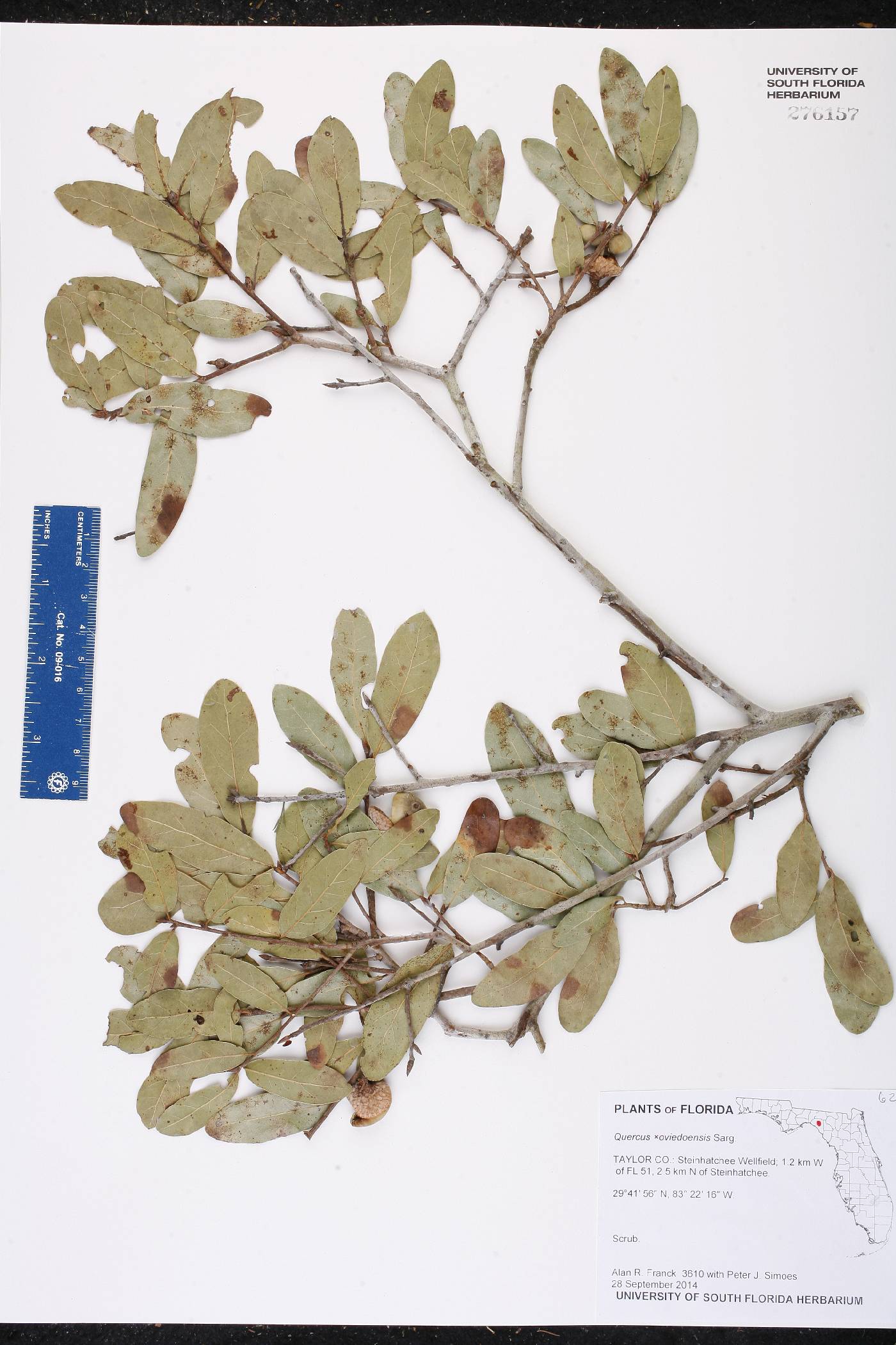 Quercus x oviedoensis image