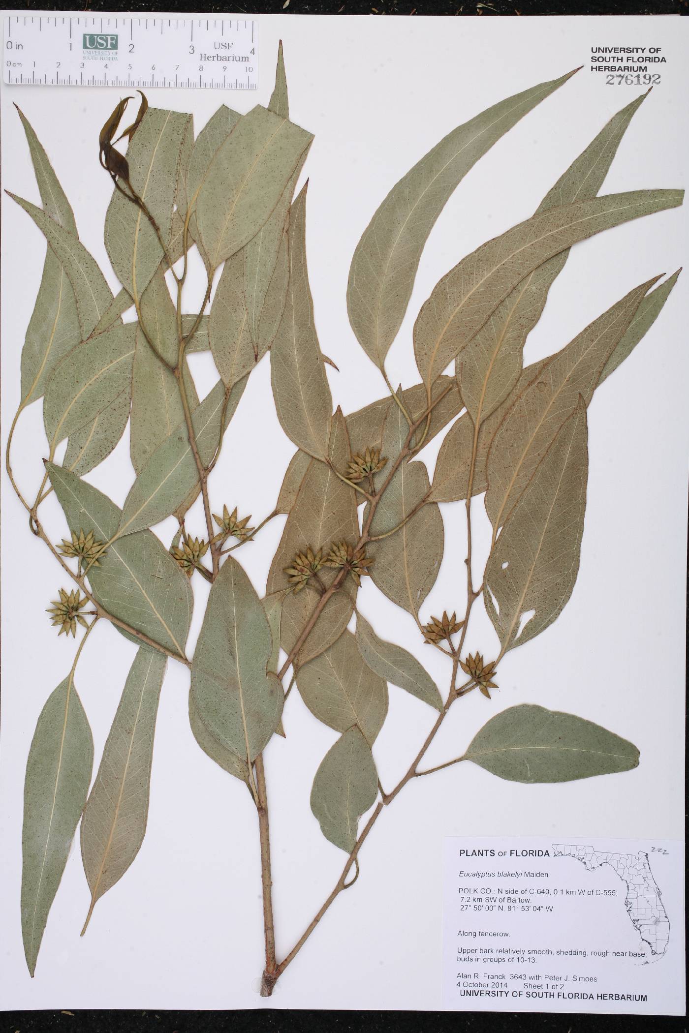 Eucalyptus blakelyi image