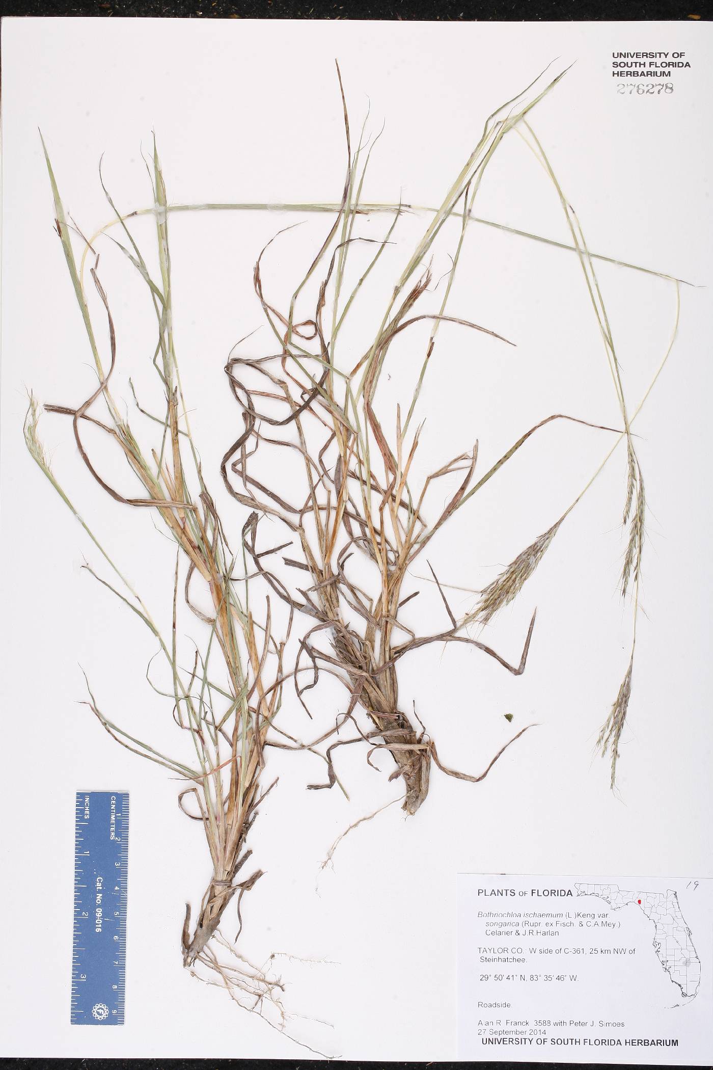 Bothriochloa ischaemum var. songarica image