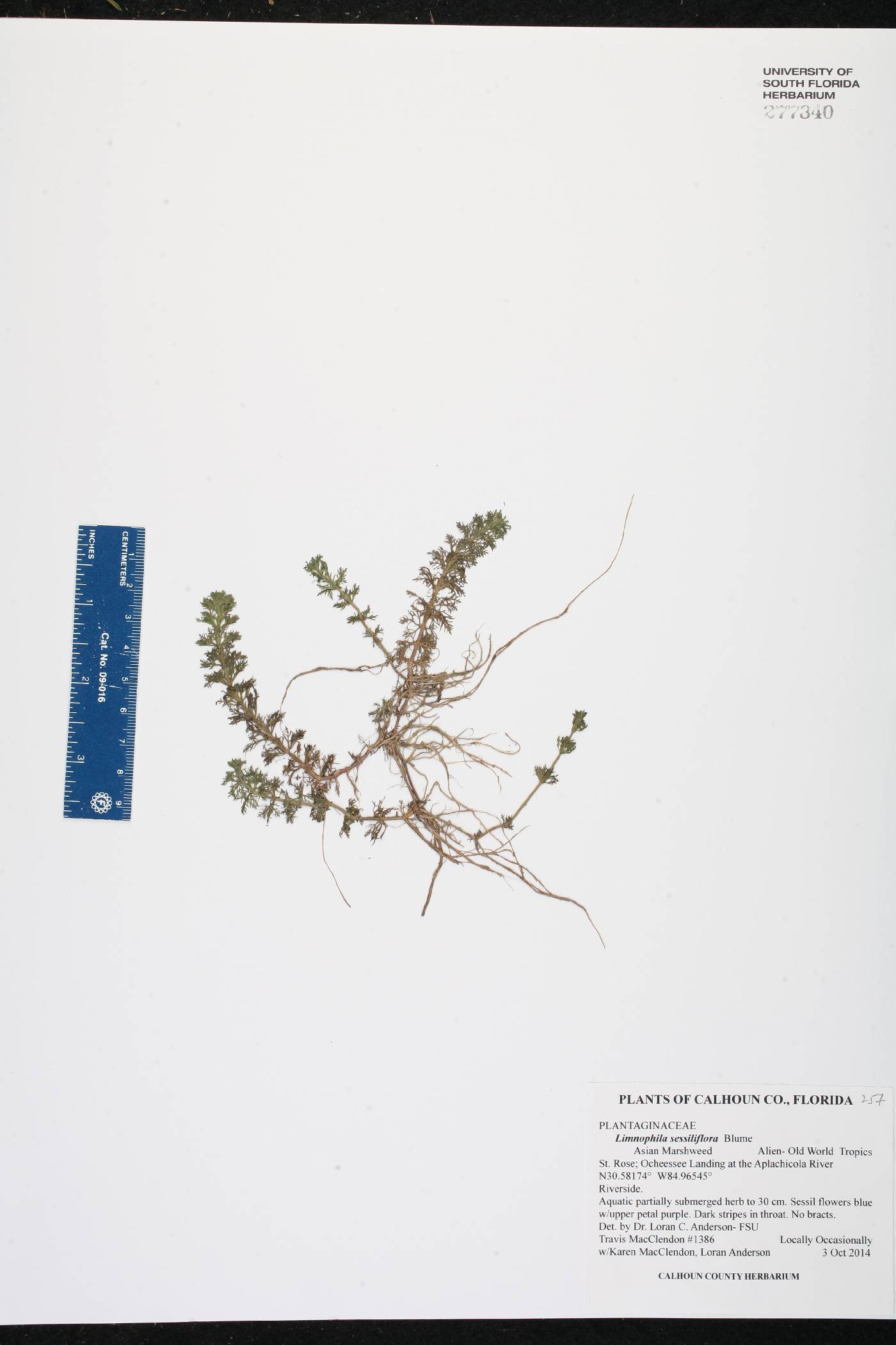 Limnophila sessiliflora image