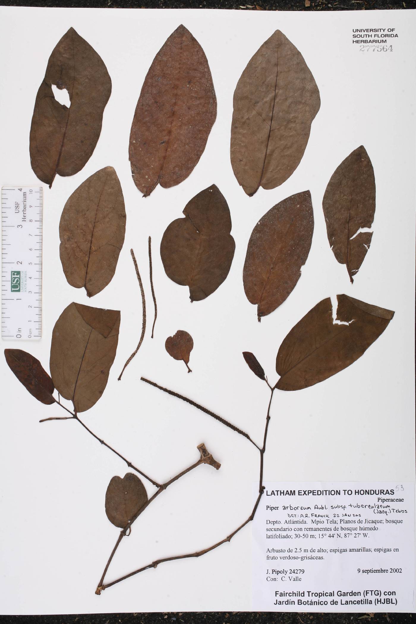 Piper arboreum subsp. tuberculatum image