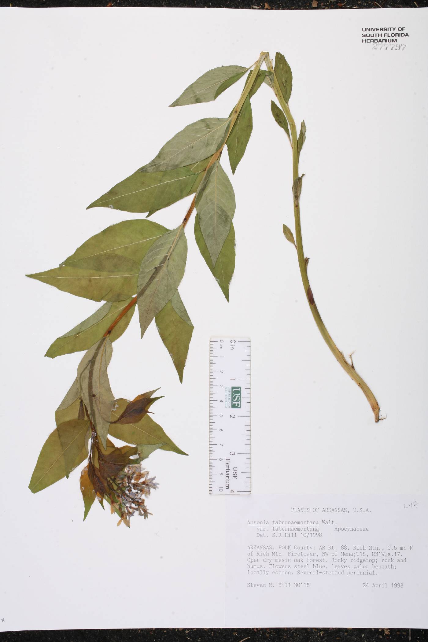 Amsonia tabernaemontana var. tabernaemontana image