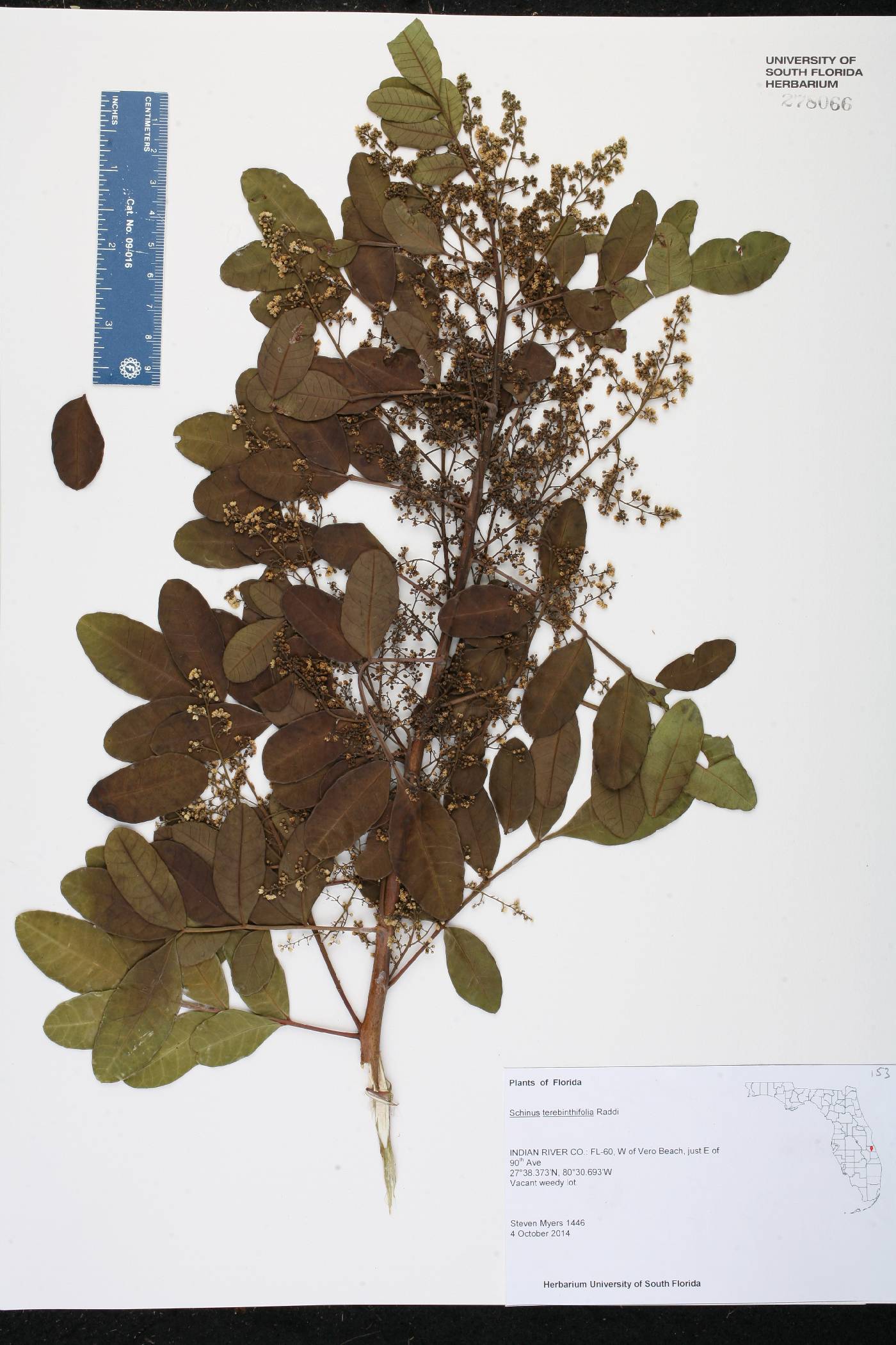 Schinus terebinthifolia image