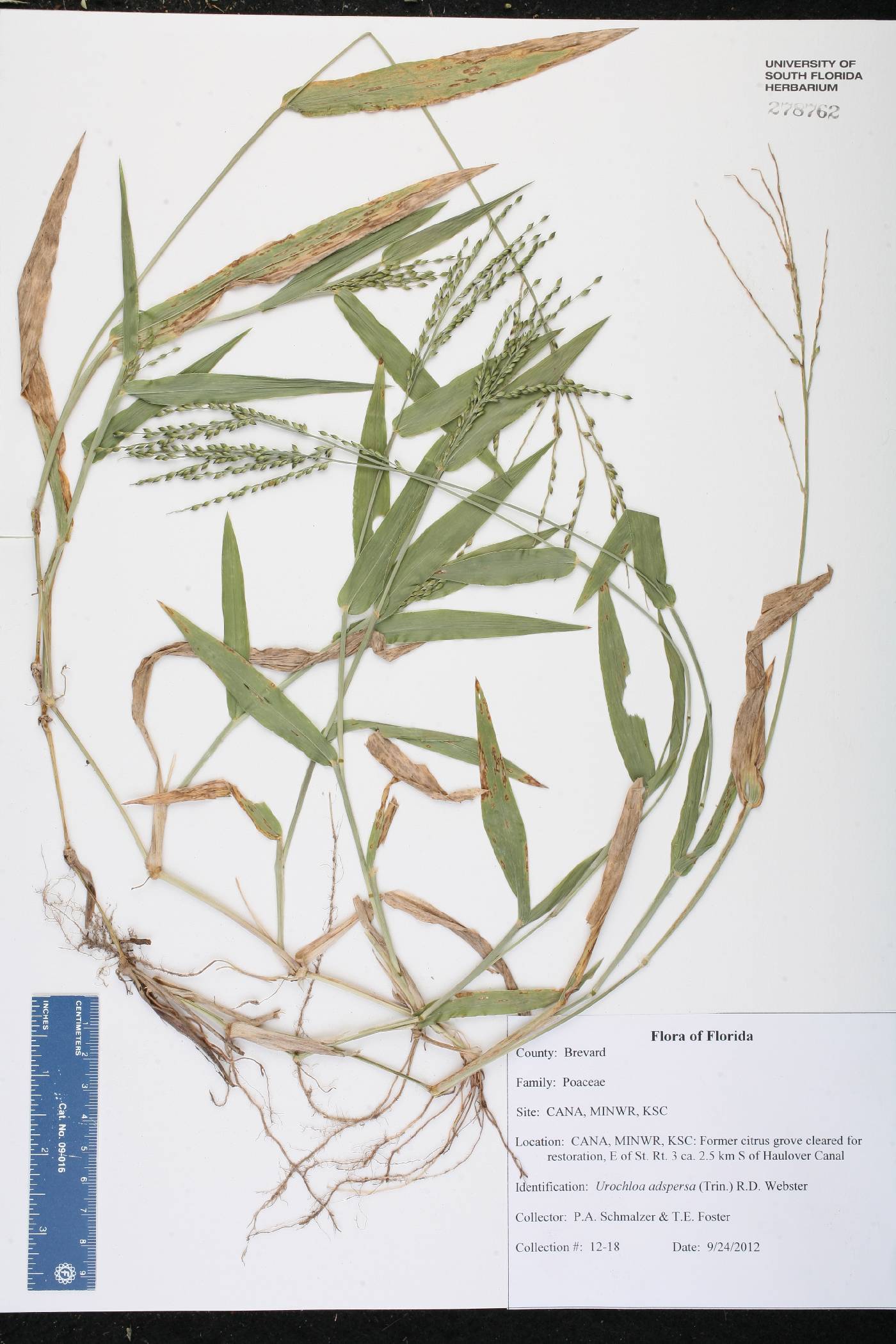 Urochloa adspersa image