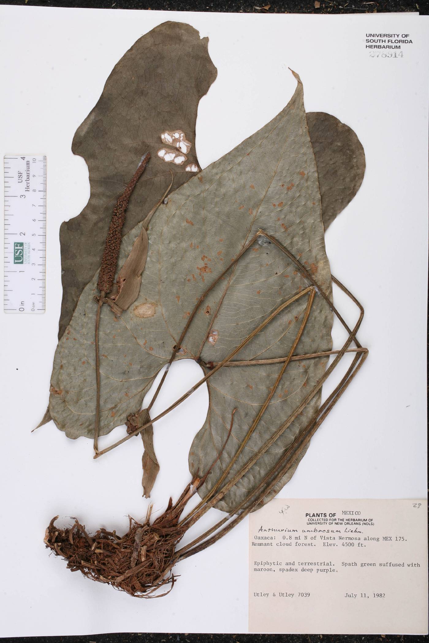 Anthurium umbrosum image