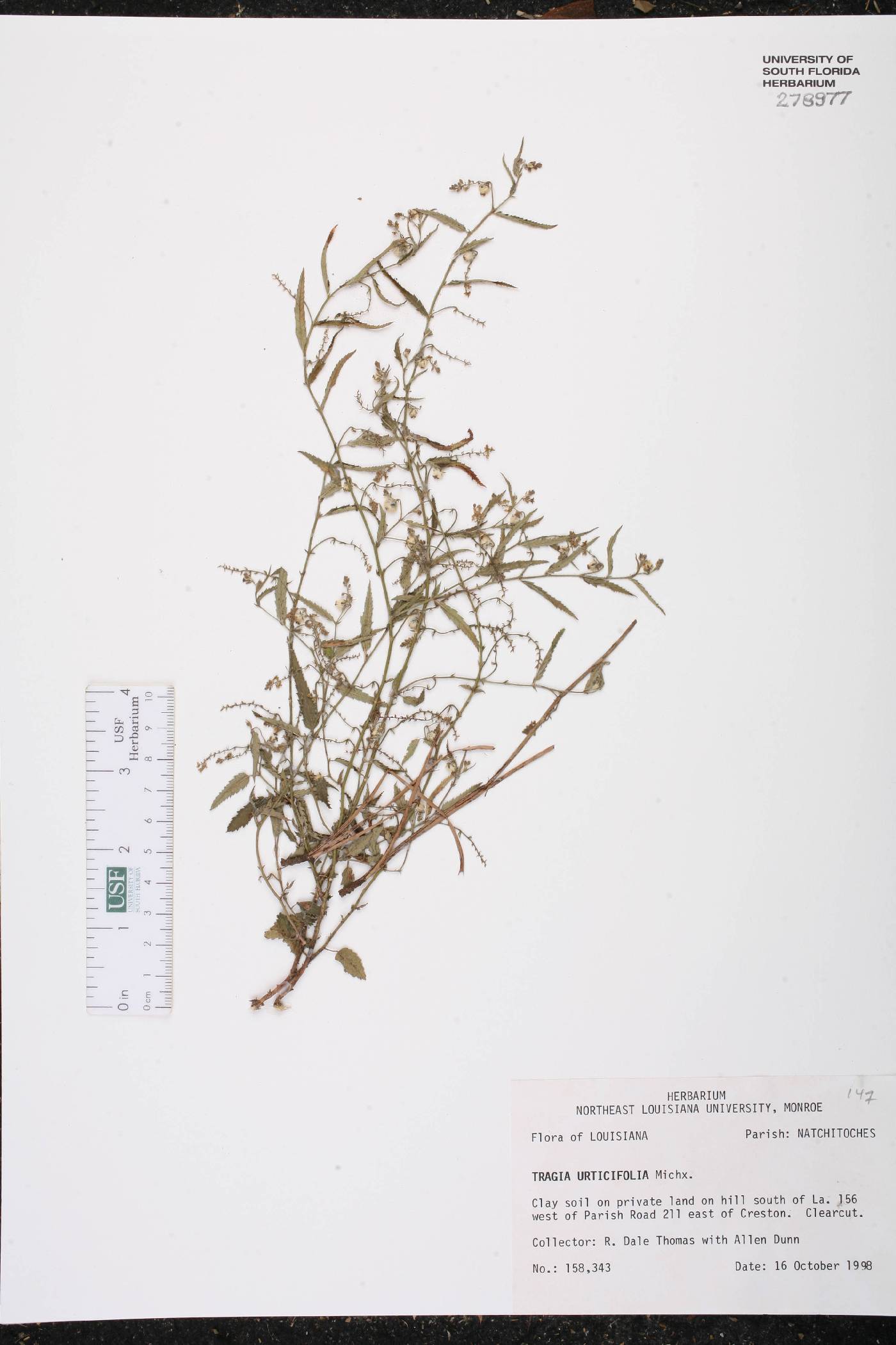 Tragia urticifolia image