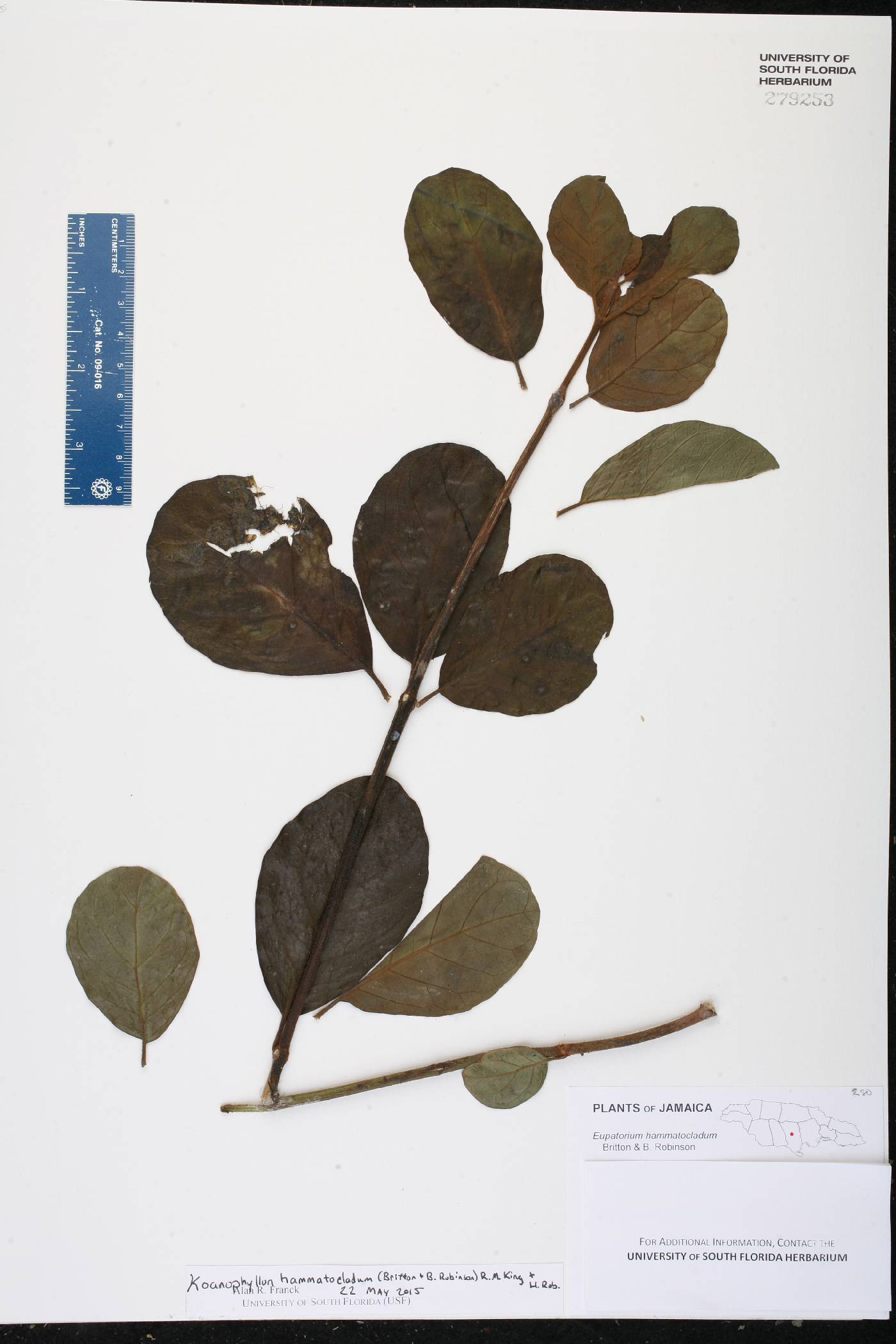 Koanophyllon hammatocladum image