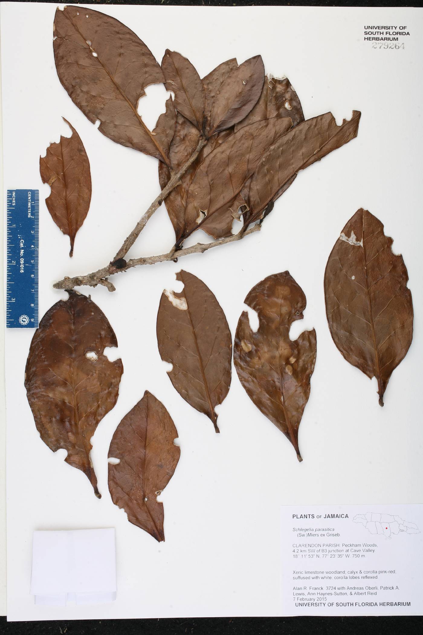 Schlegelia image