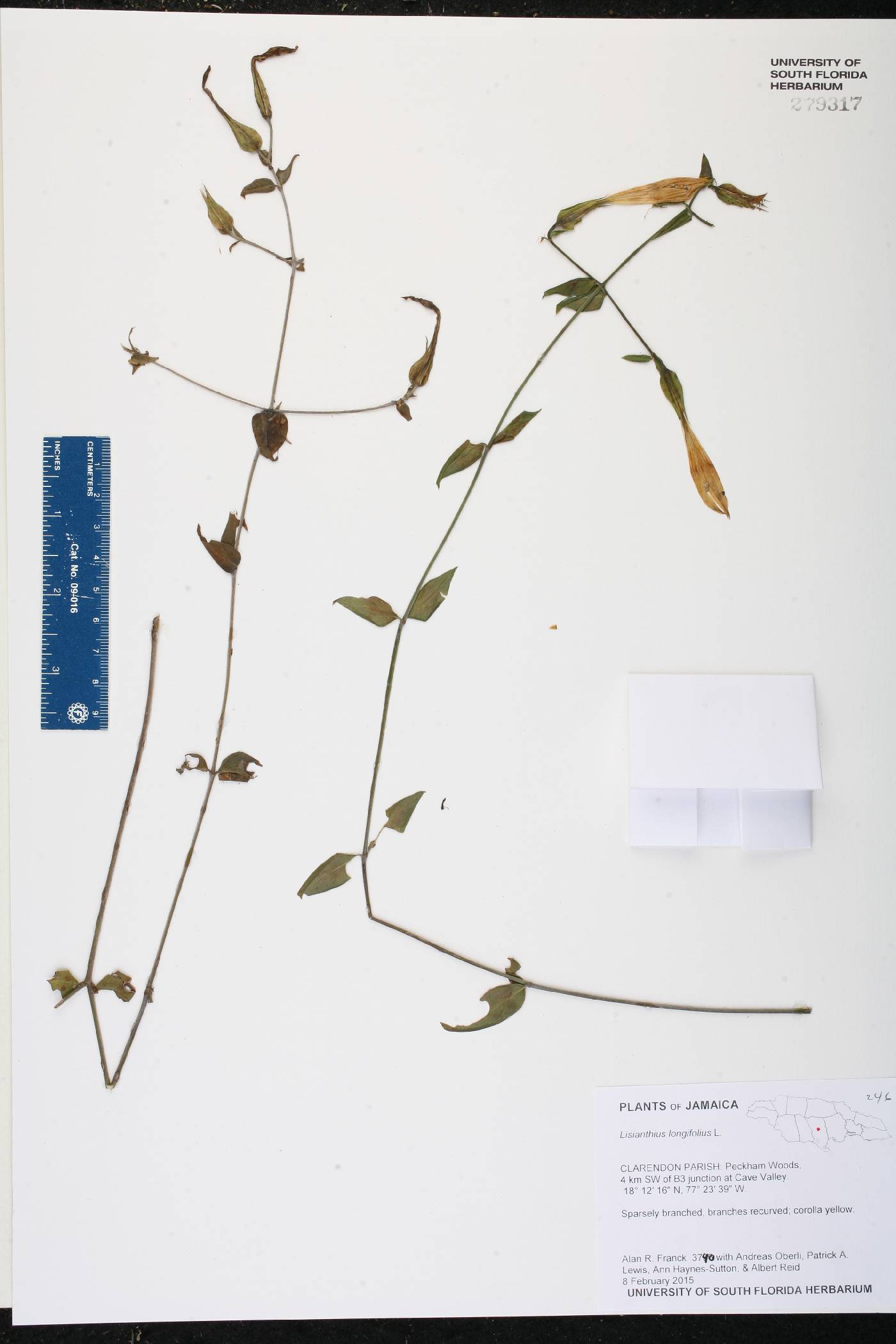 Lisianthius longifolius image
