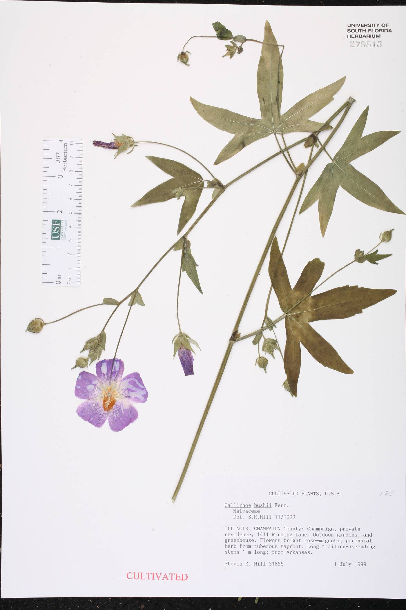 Callirhoe bushii image