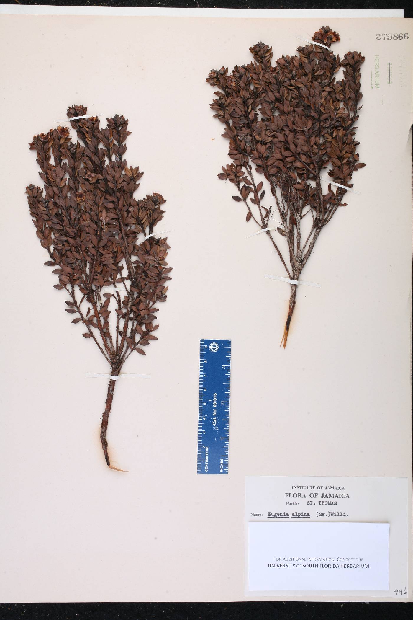 Eugenia alpina image