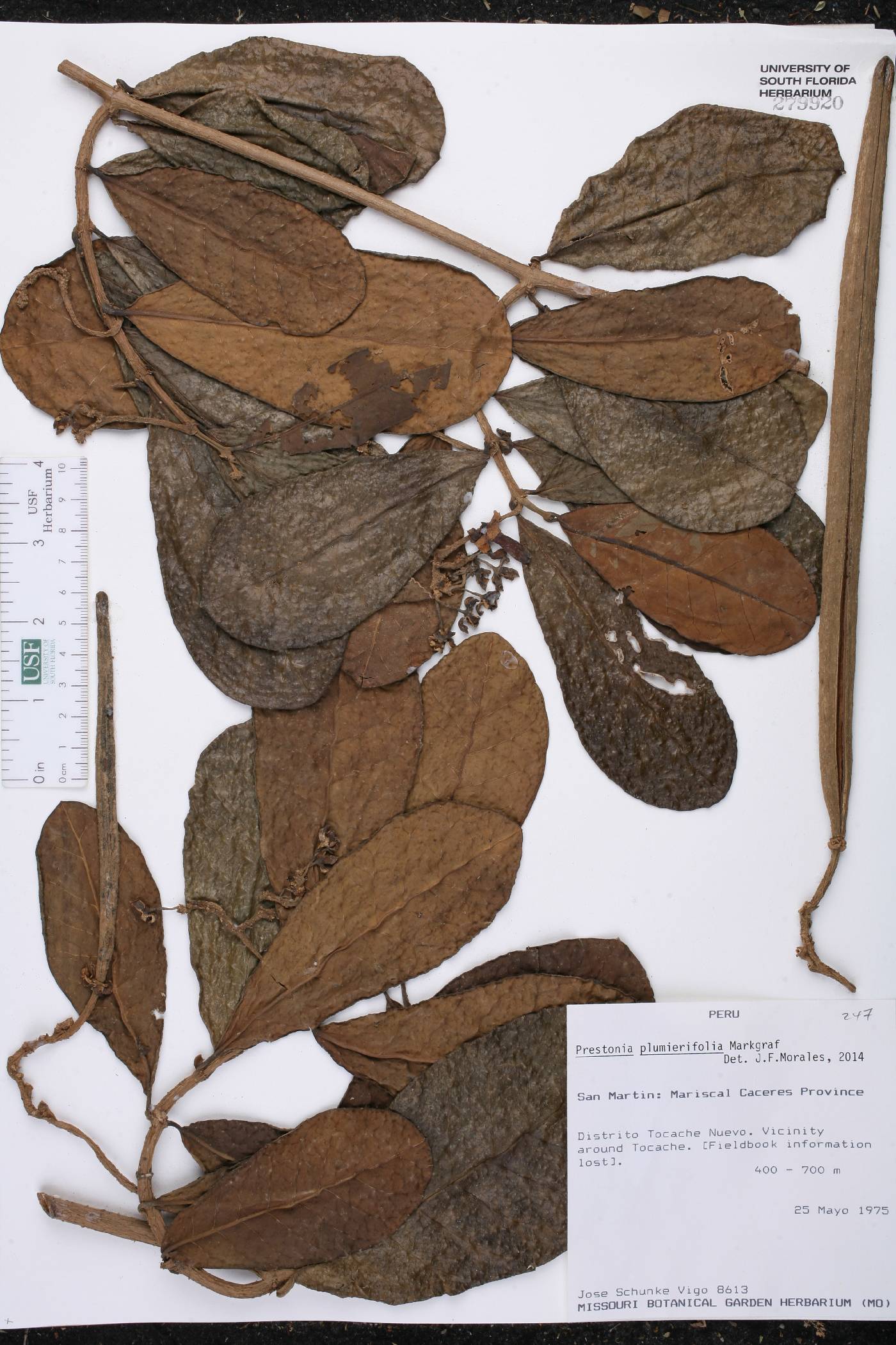 Prestonia plumierifolia image