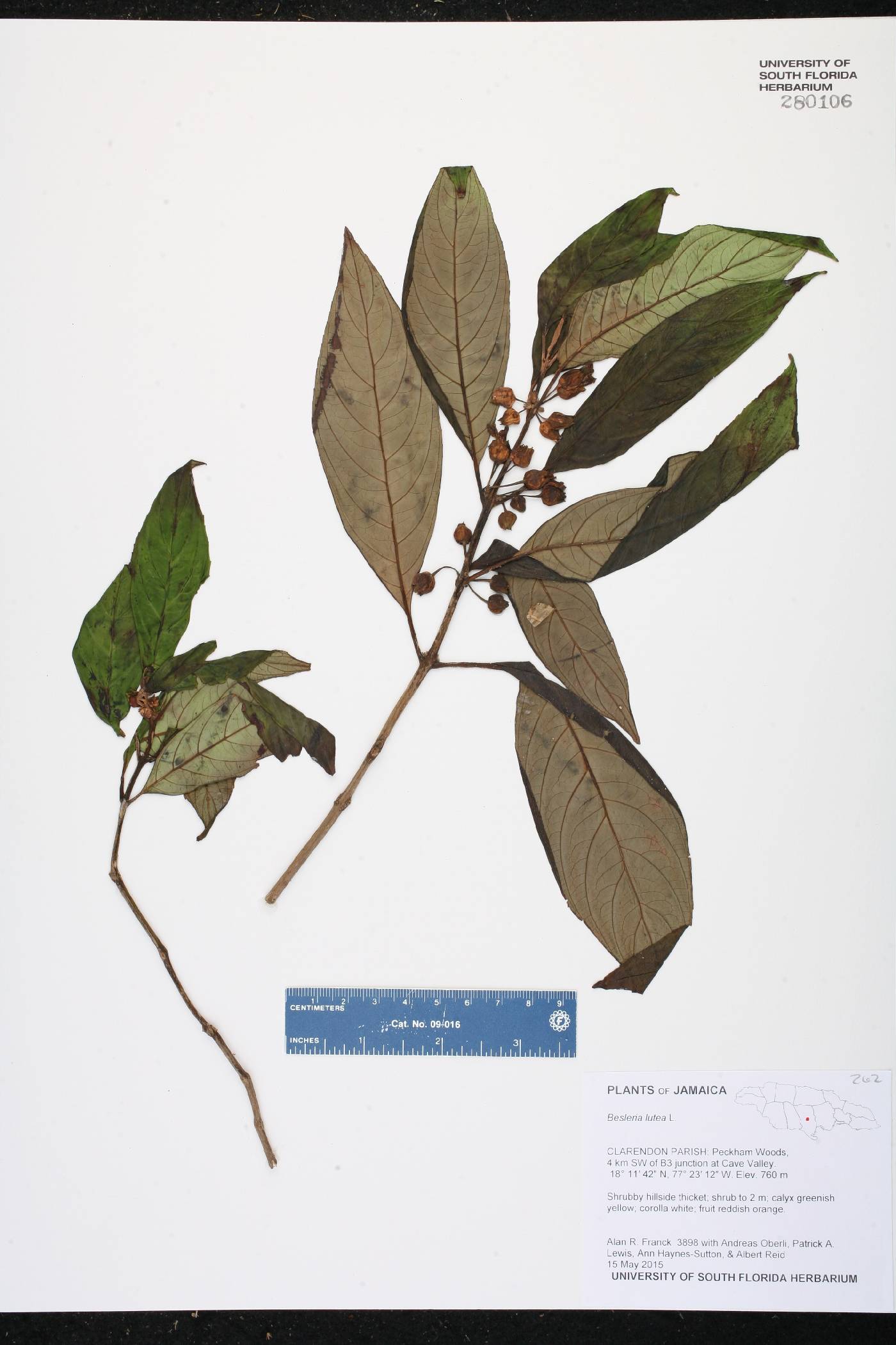 Besleria lutea image