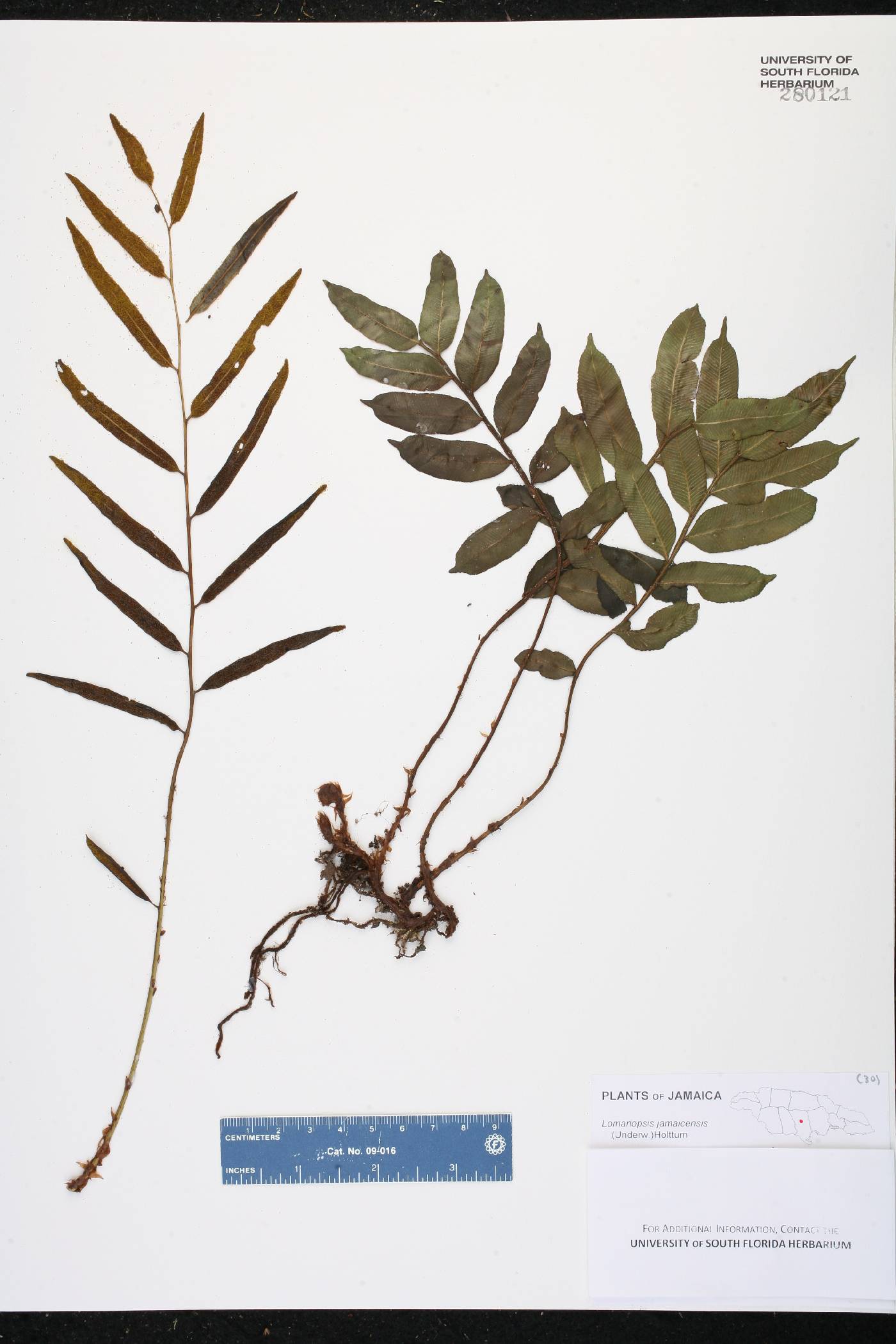 Lomariopsis jamaicensis image