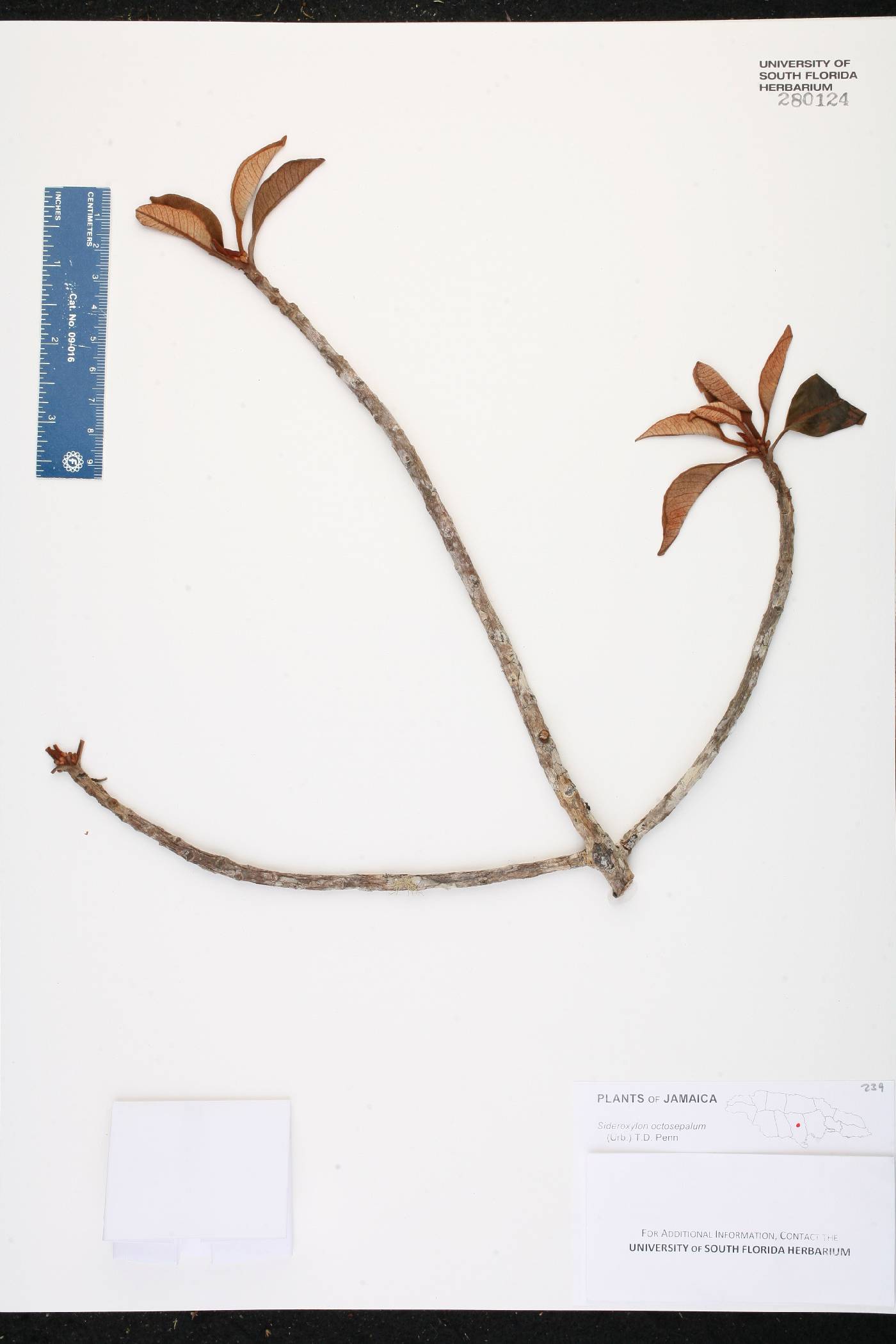 Sideroxylon octosepalum image
