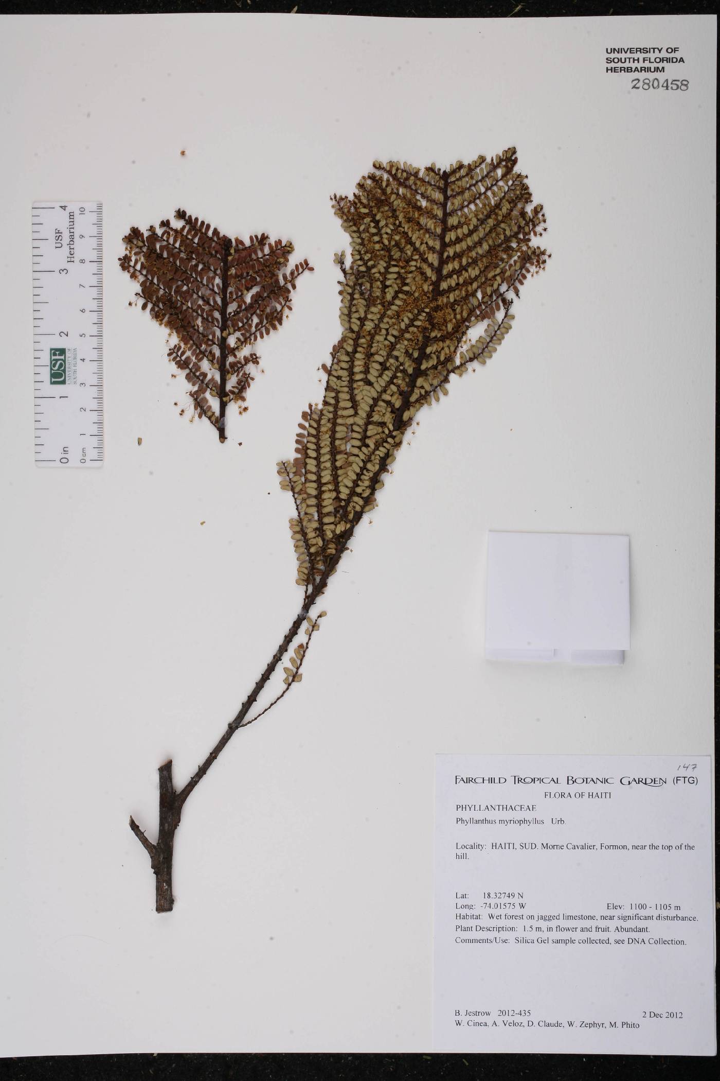 Phyllanthus myriophyllus image
