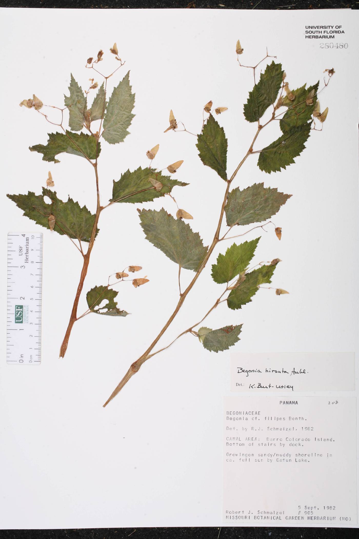 Begonia hirsuta image