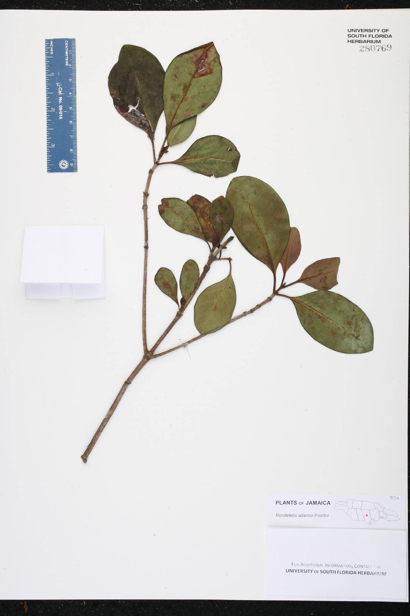 Rondeletia adamsii image