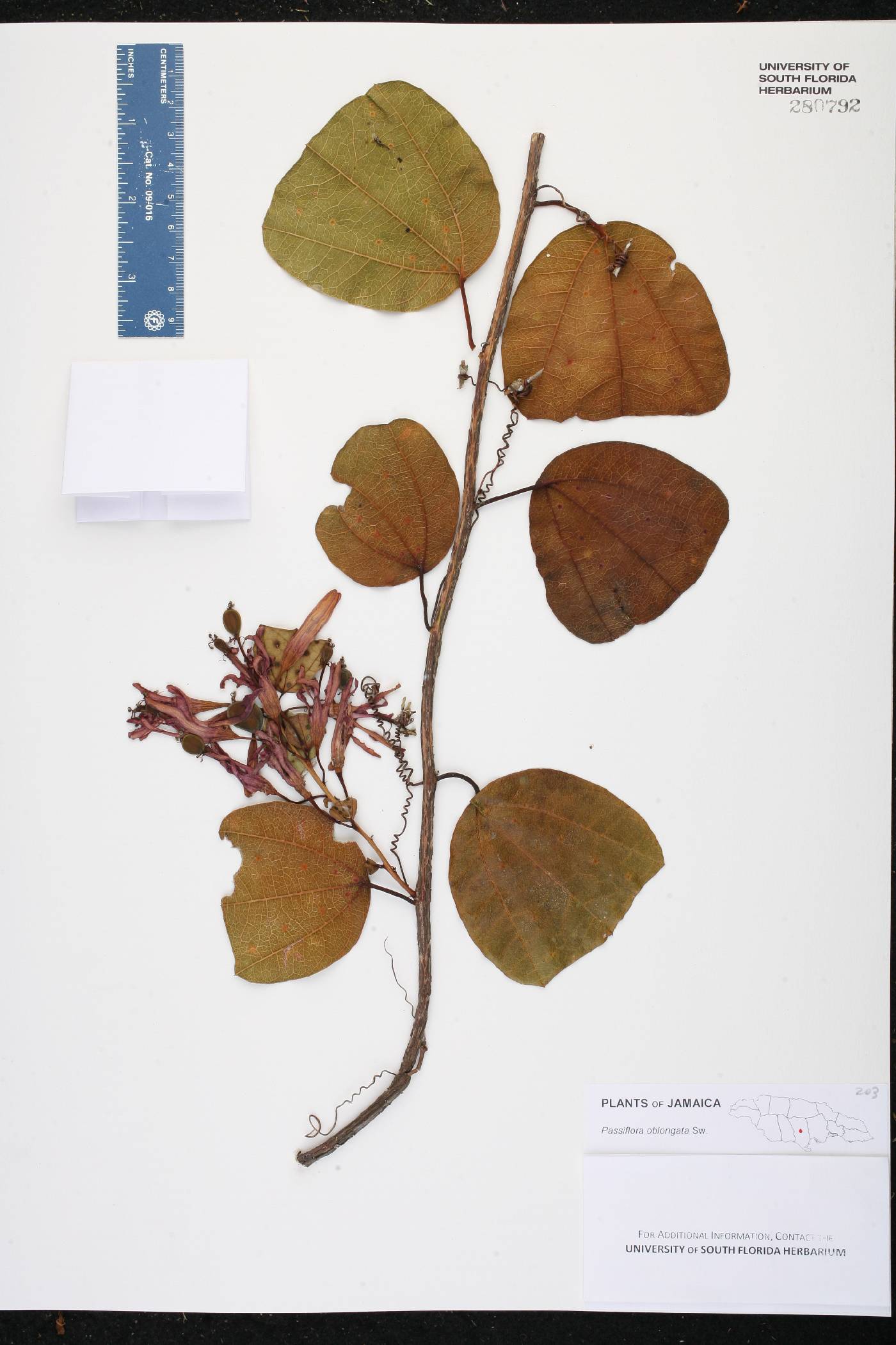Passiflora oblongata image