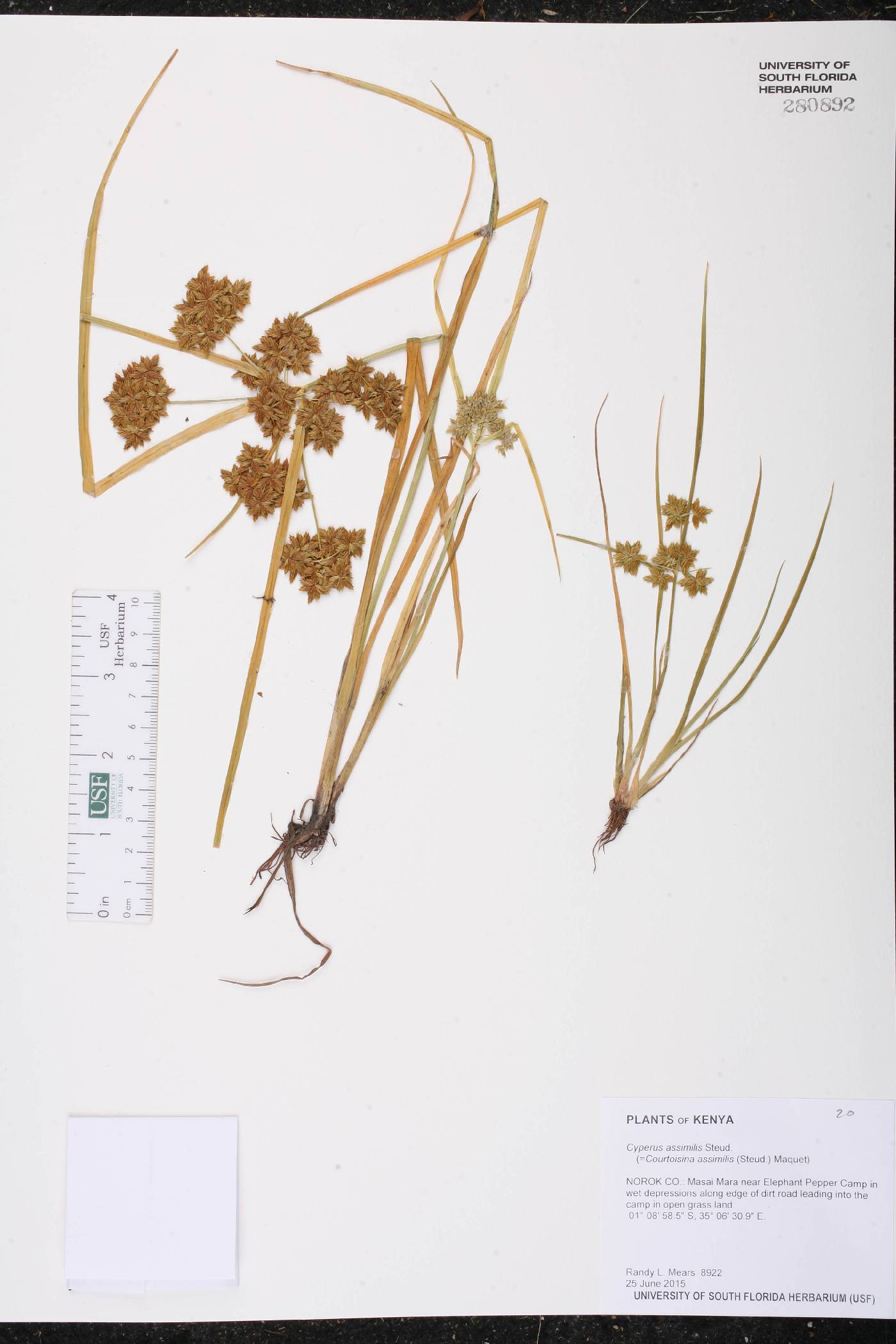 Cyperus assimilis image