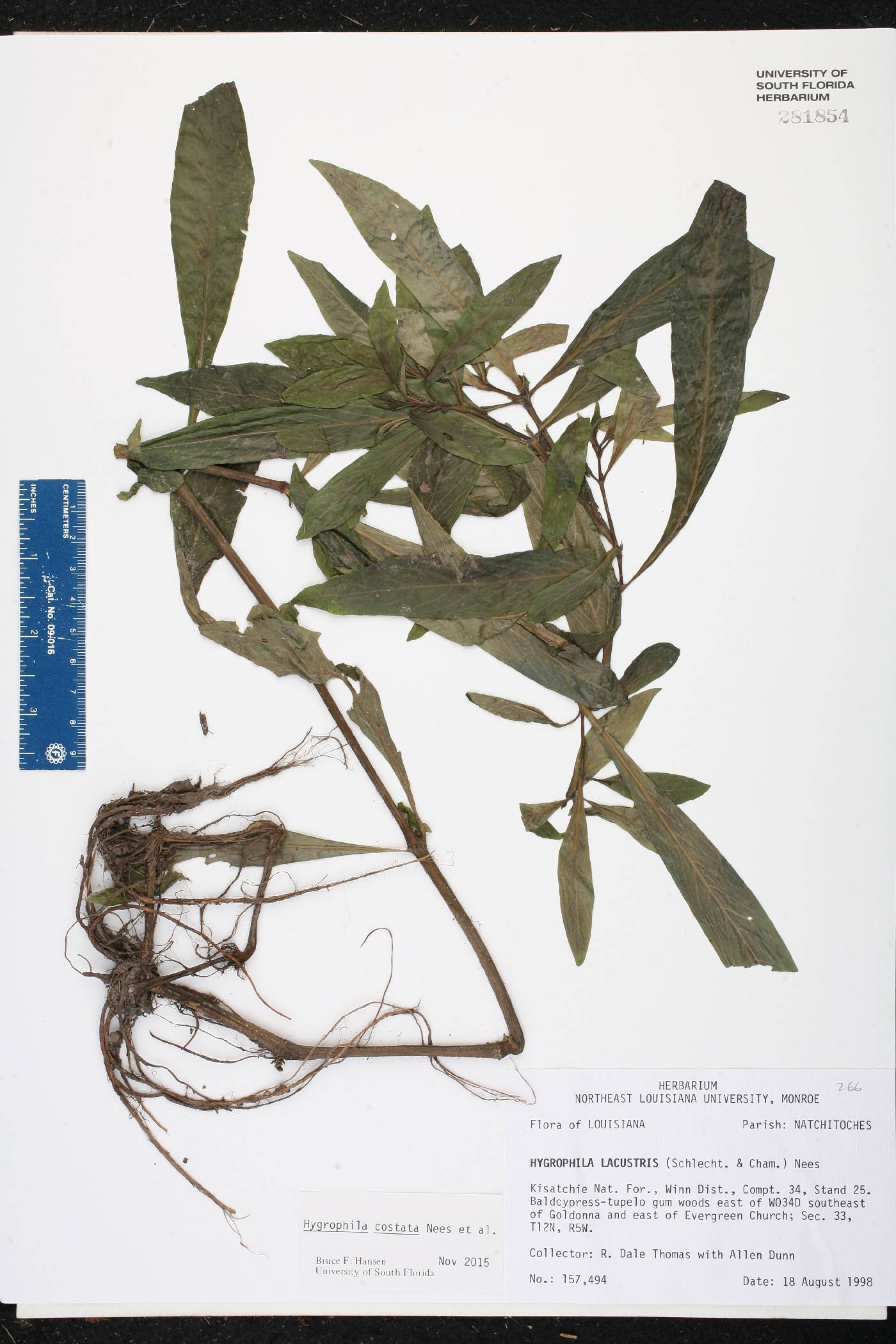 Hygrophila costata image