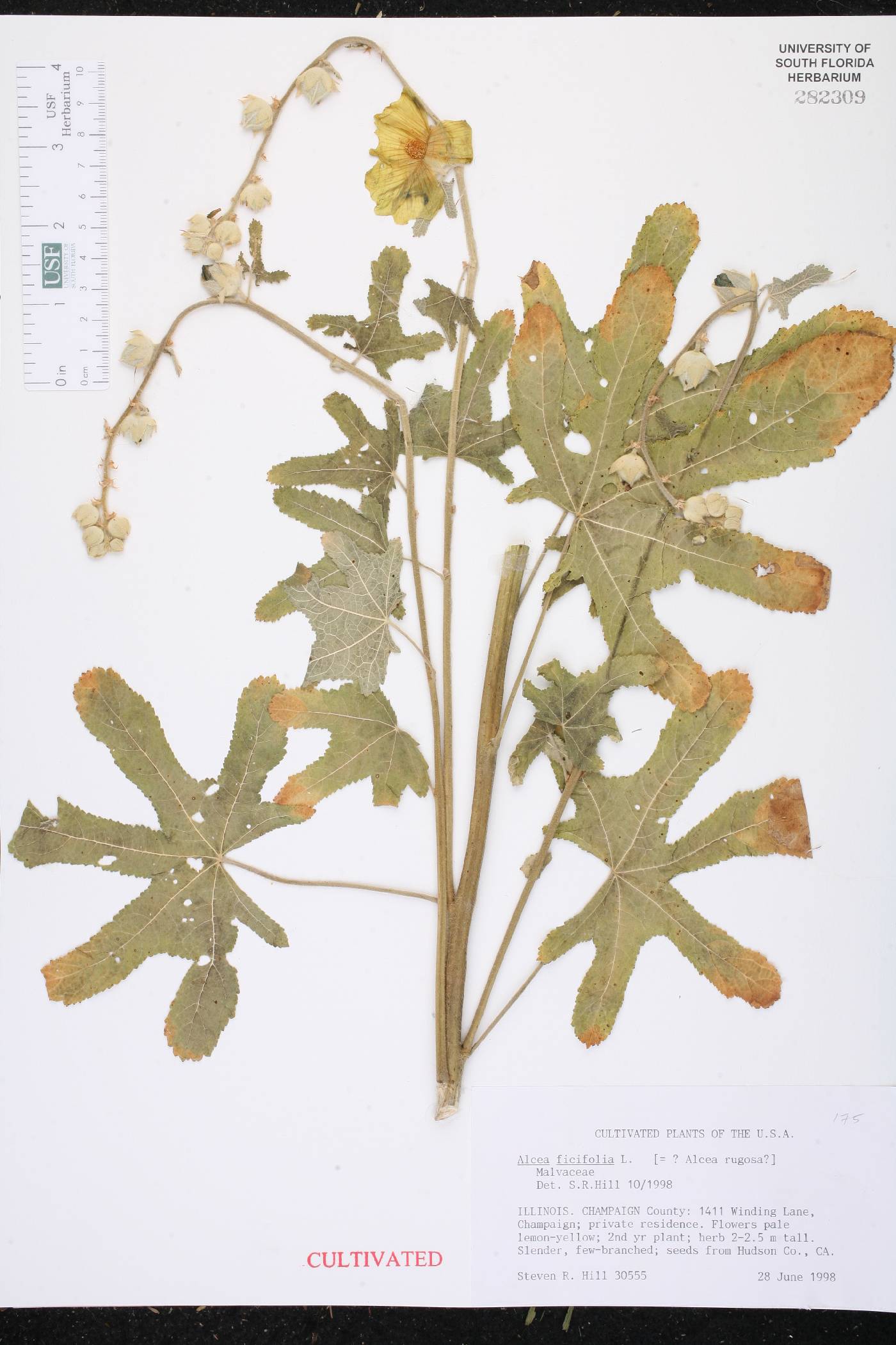 Alcea ficifolia image