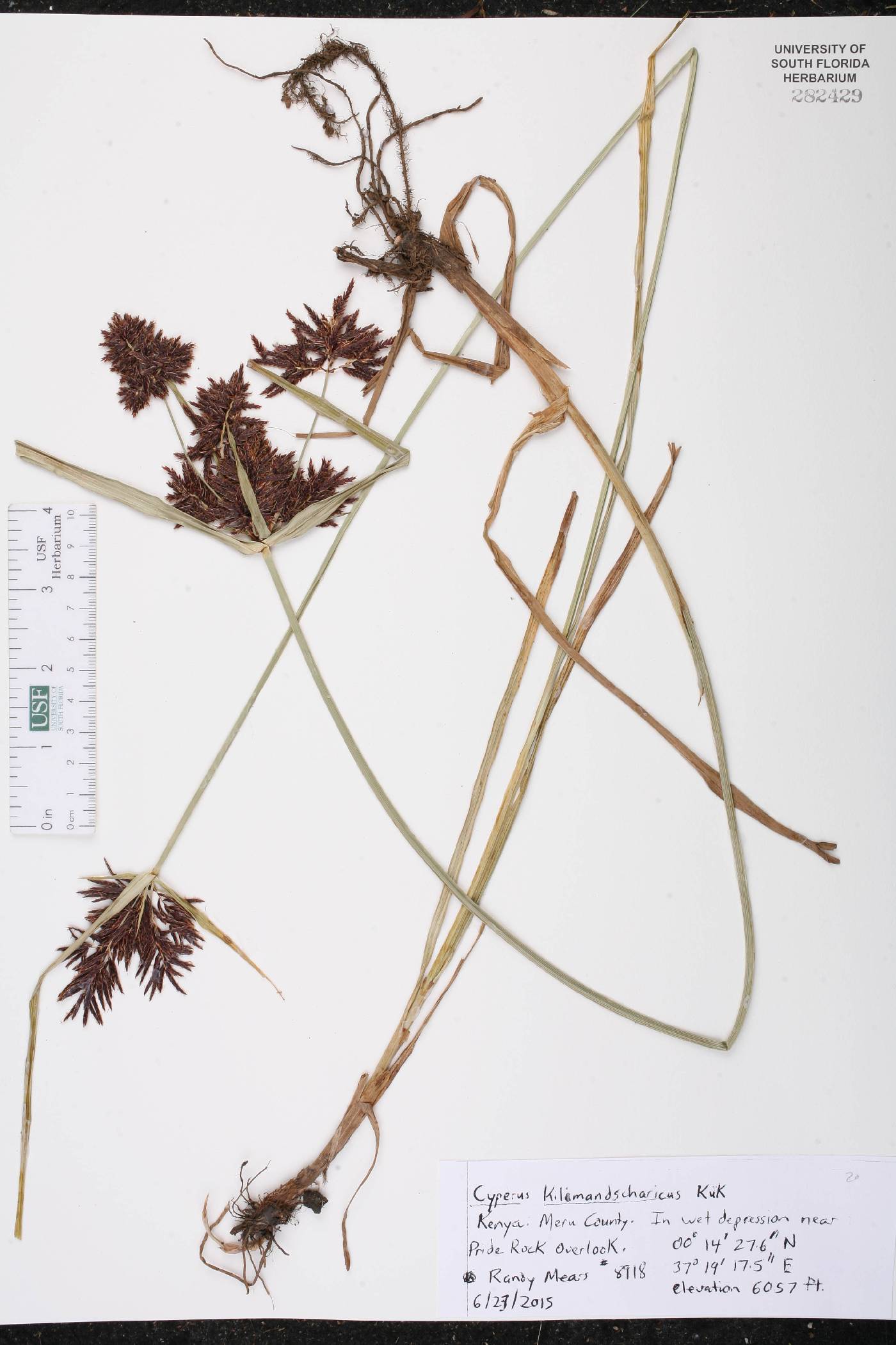 Cyperus kilimandscharicus image