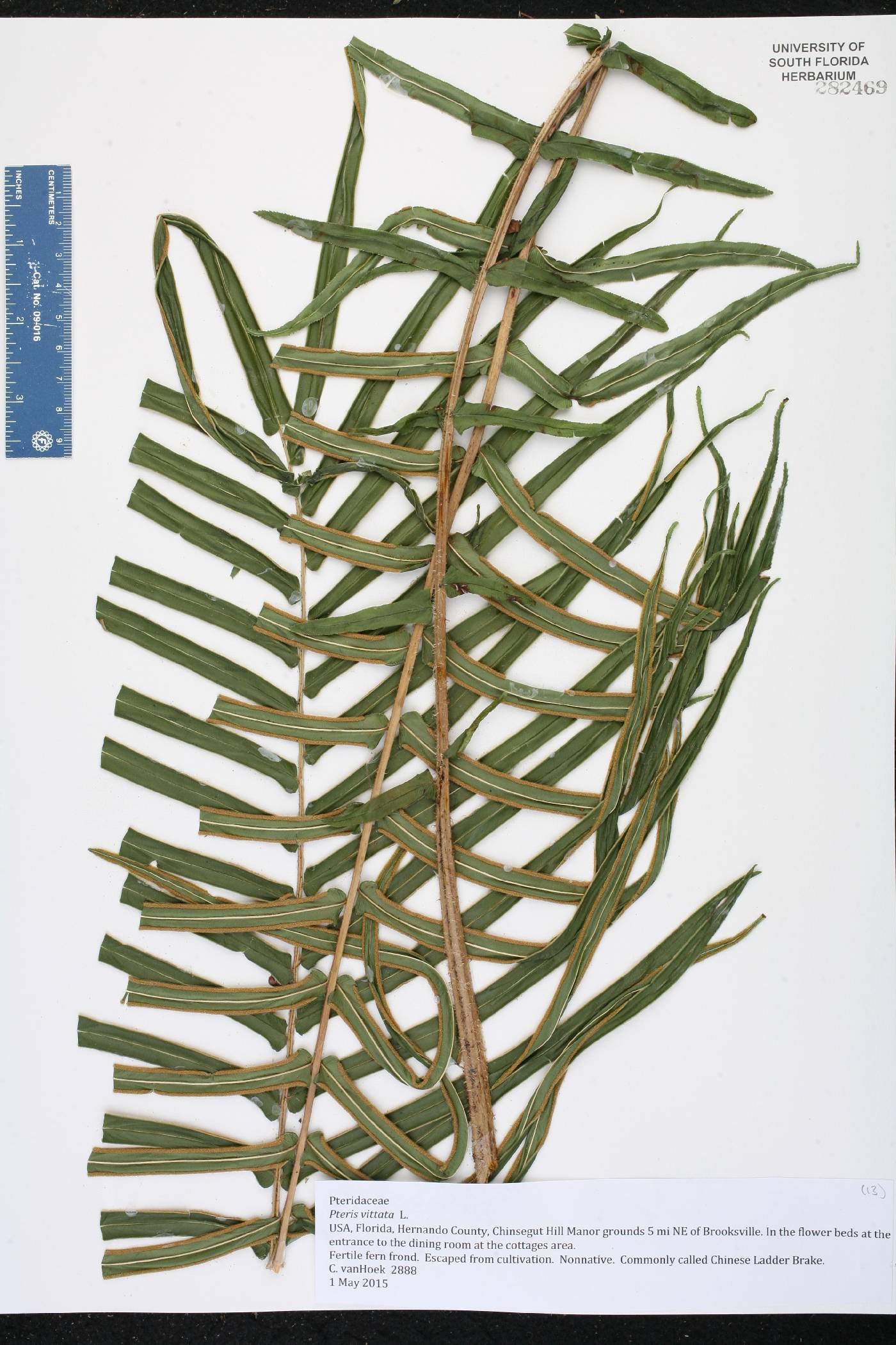 Pteris vittata image